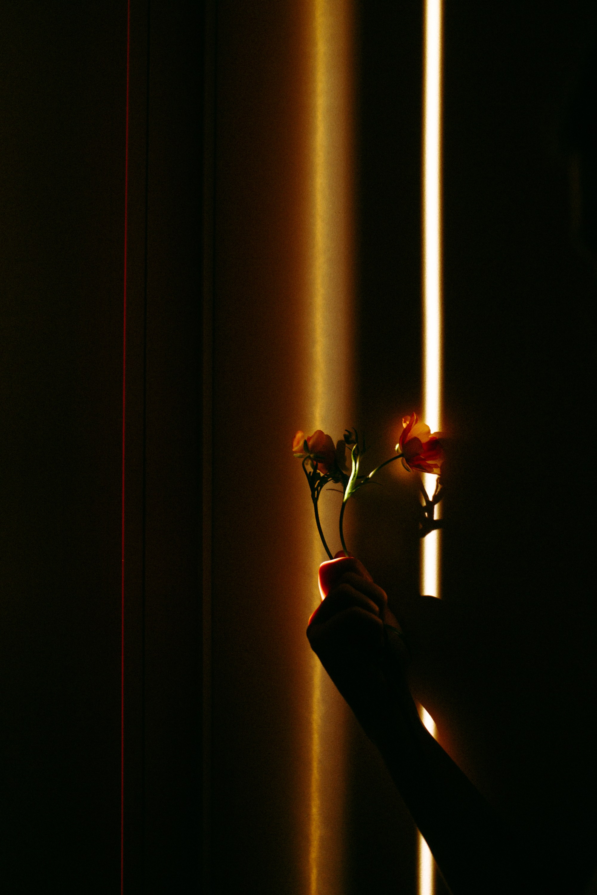 ЦВЕТНОЙ СВЕТ. Фотограф Оля Батист