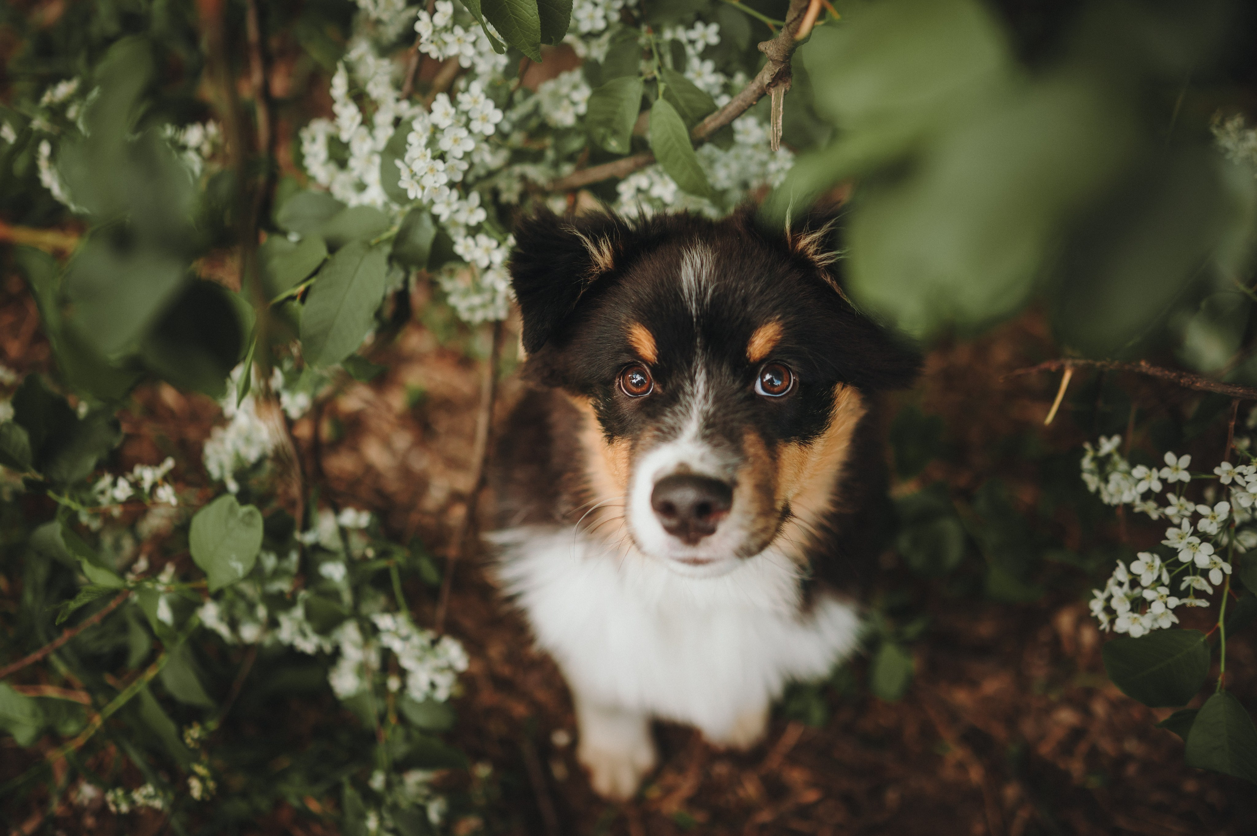 Софья и Сажик. Семейный фотограф анималист Ананьева Мария — Москва
