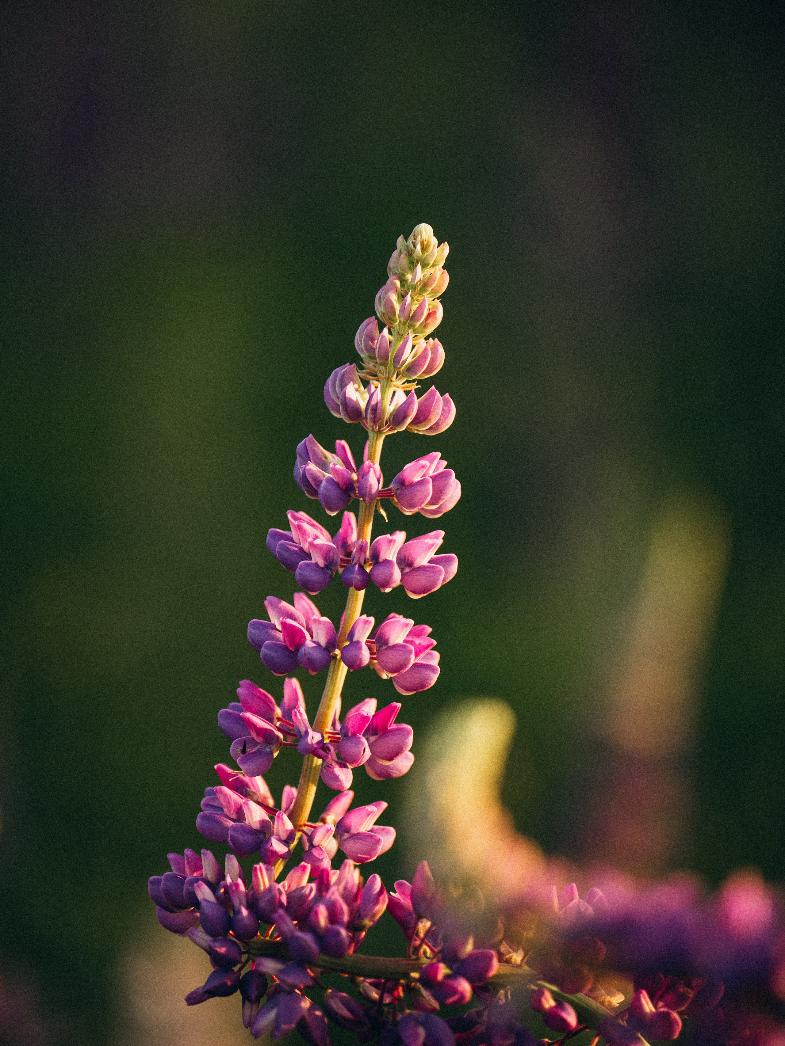 Регина и Эстер. Семейный фотограф анималист Ананьева Мария — Москва