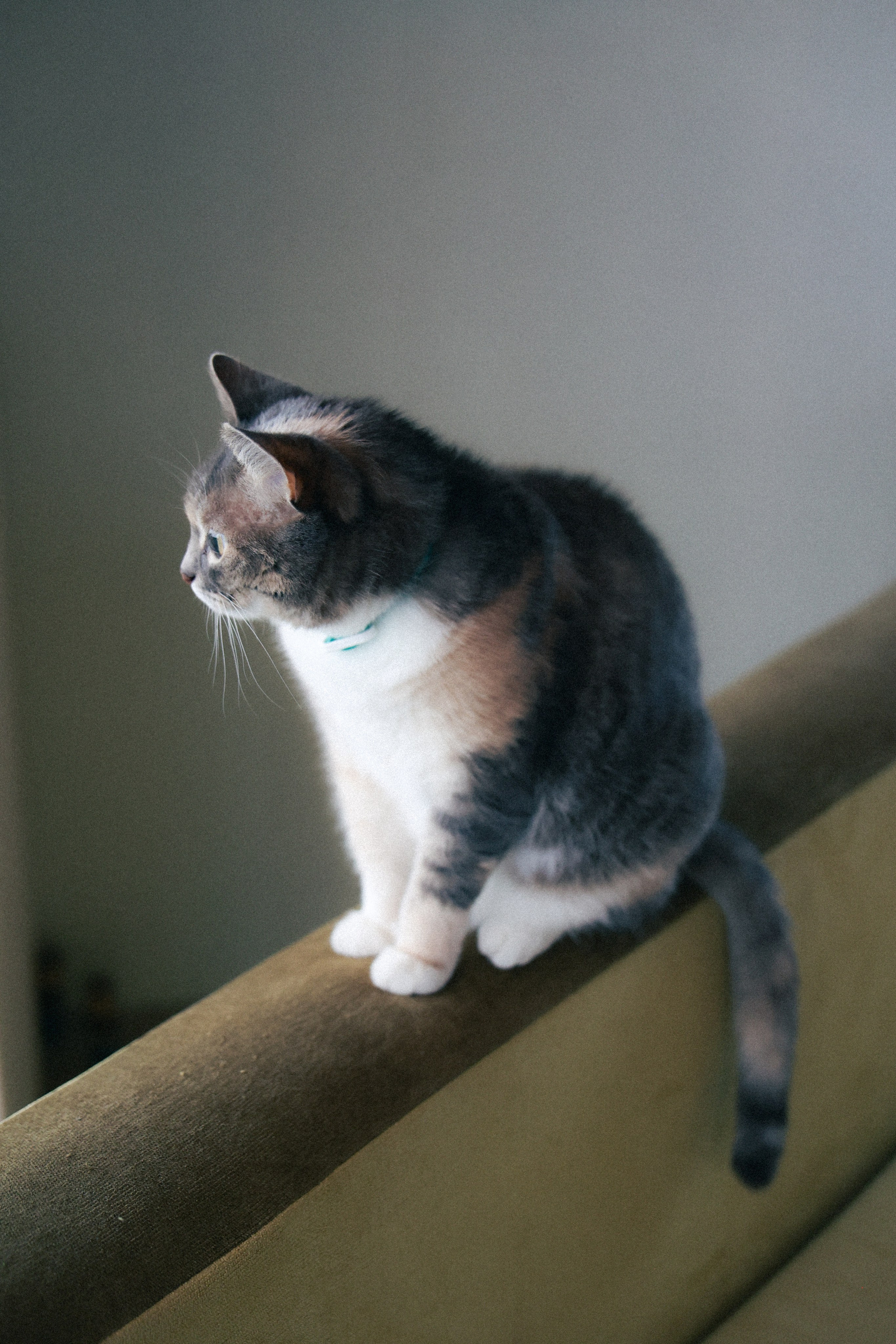 Валя Саша и Милана. Фотограф НатаФото (Наталья Яковенко) Дмитров Москва Питер