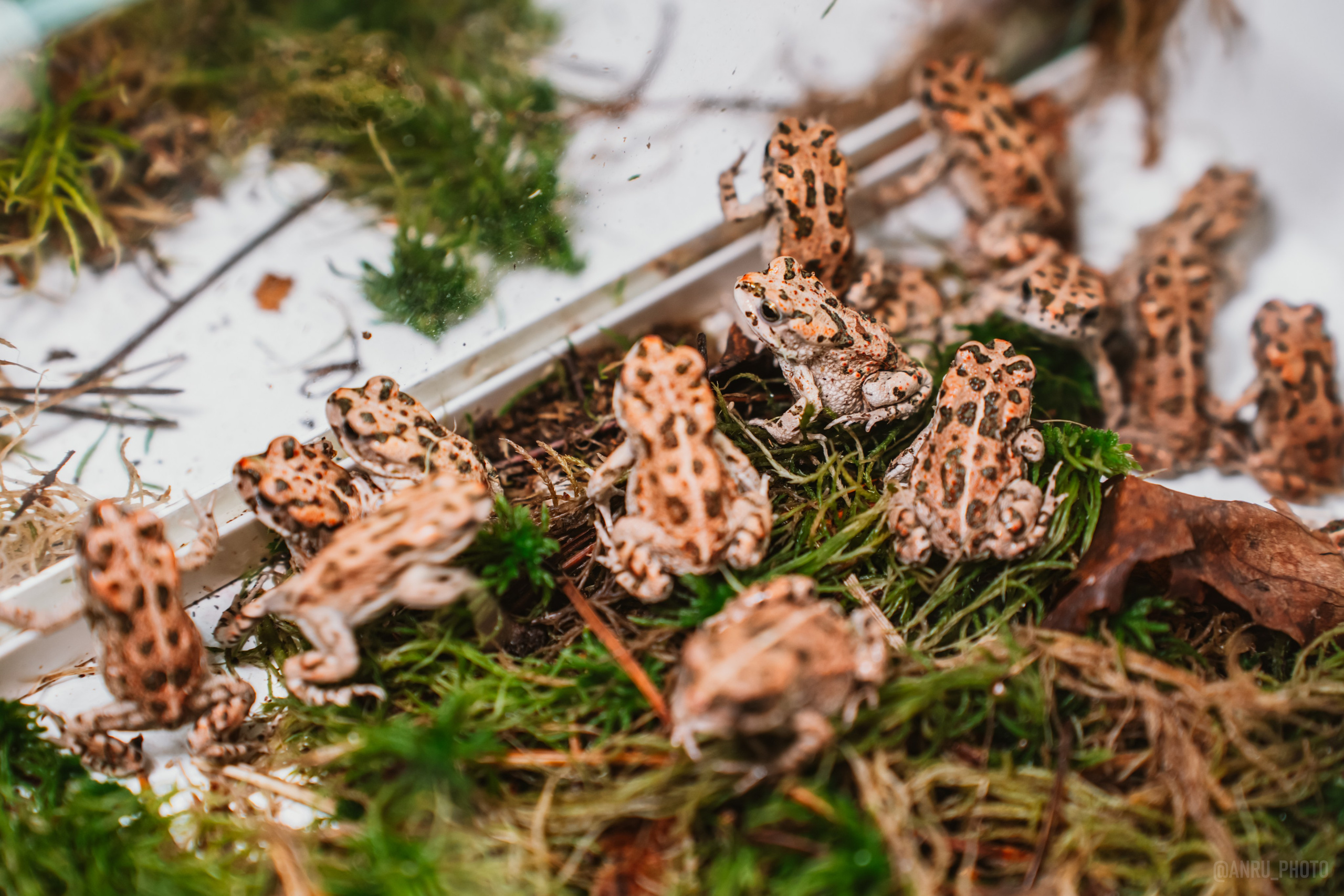 Рептилиум. Репортажный фотограф Анастасия Рубцова