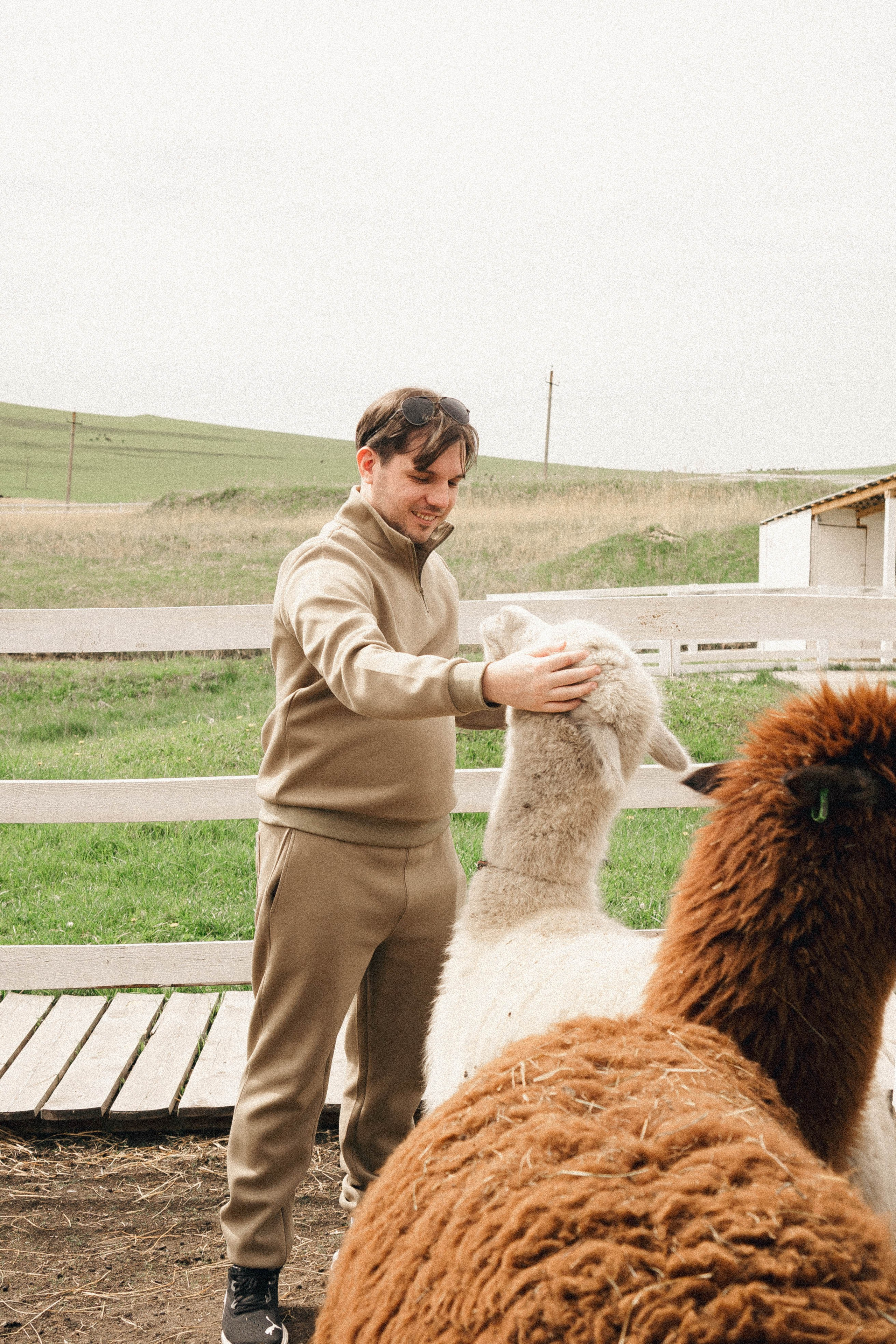Ферма Альпак. Профессиональный фотограф, Санкт-Петербург — Виктория Богомолова