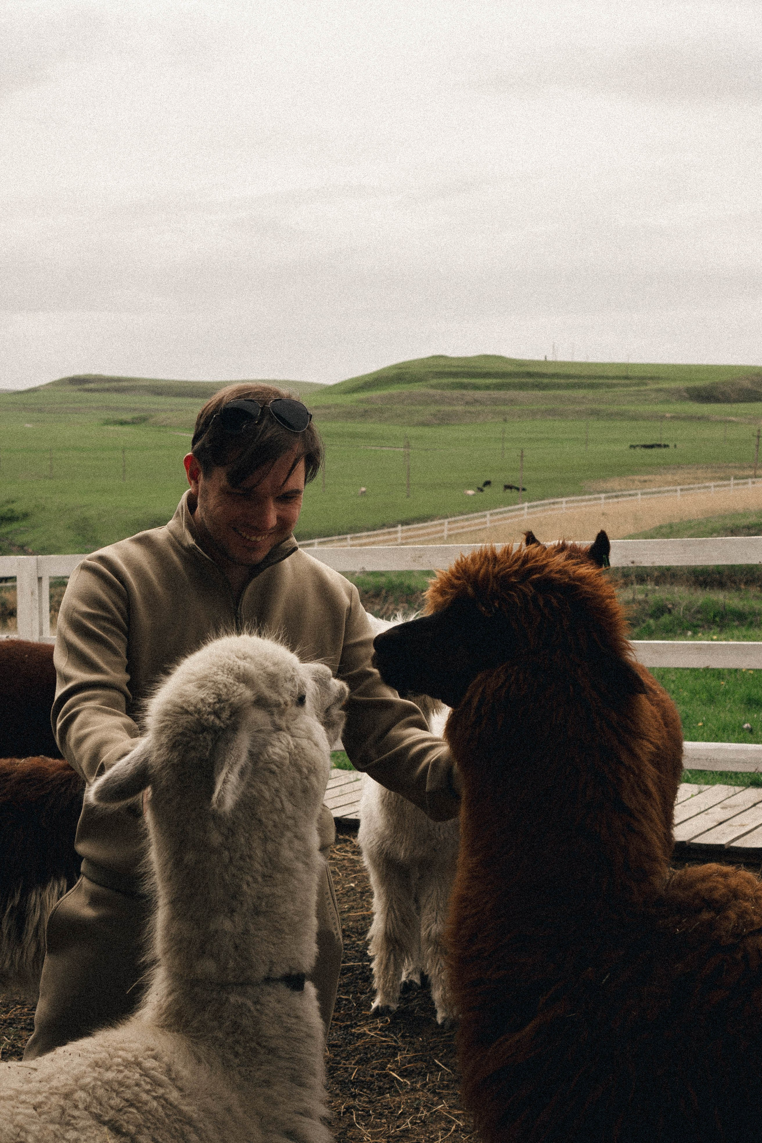 Ферма Альпак. Профессиональный фотограф, Санкт-Петербург — Виктория Богомолова