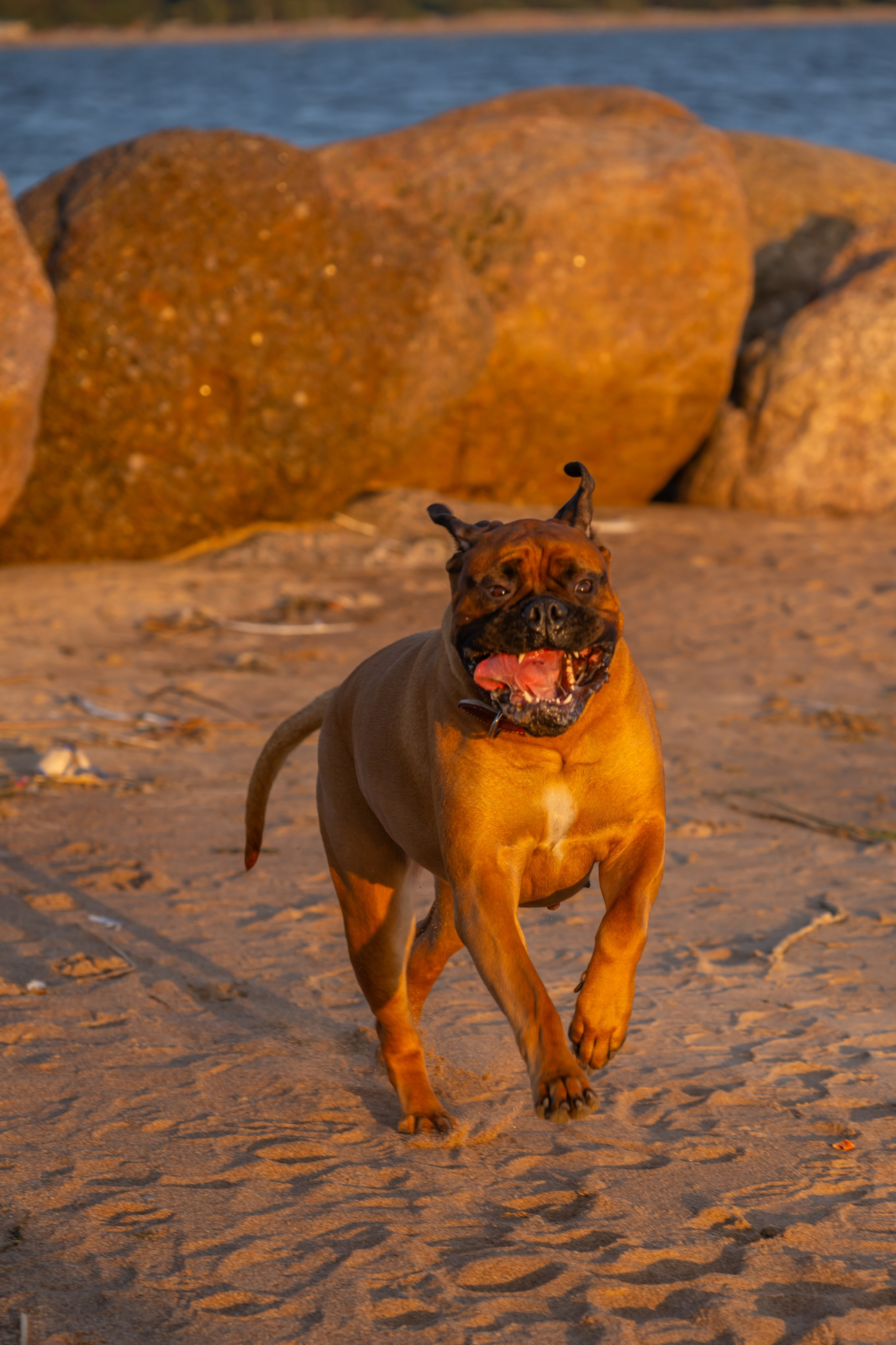 Вы и ваши питомцы. Фотограф в Санкт-Петербурге Александра Ладыгина