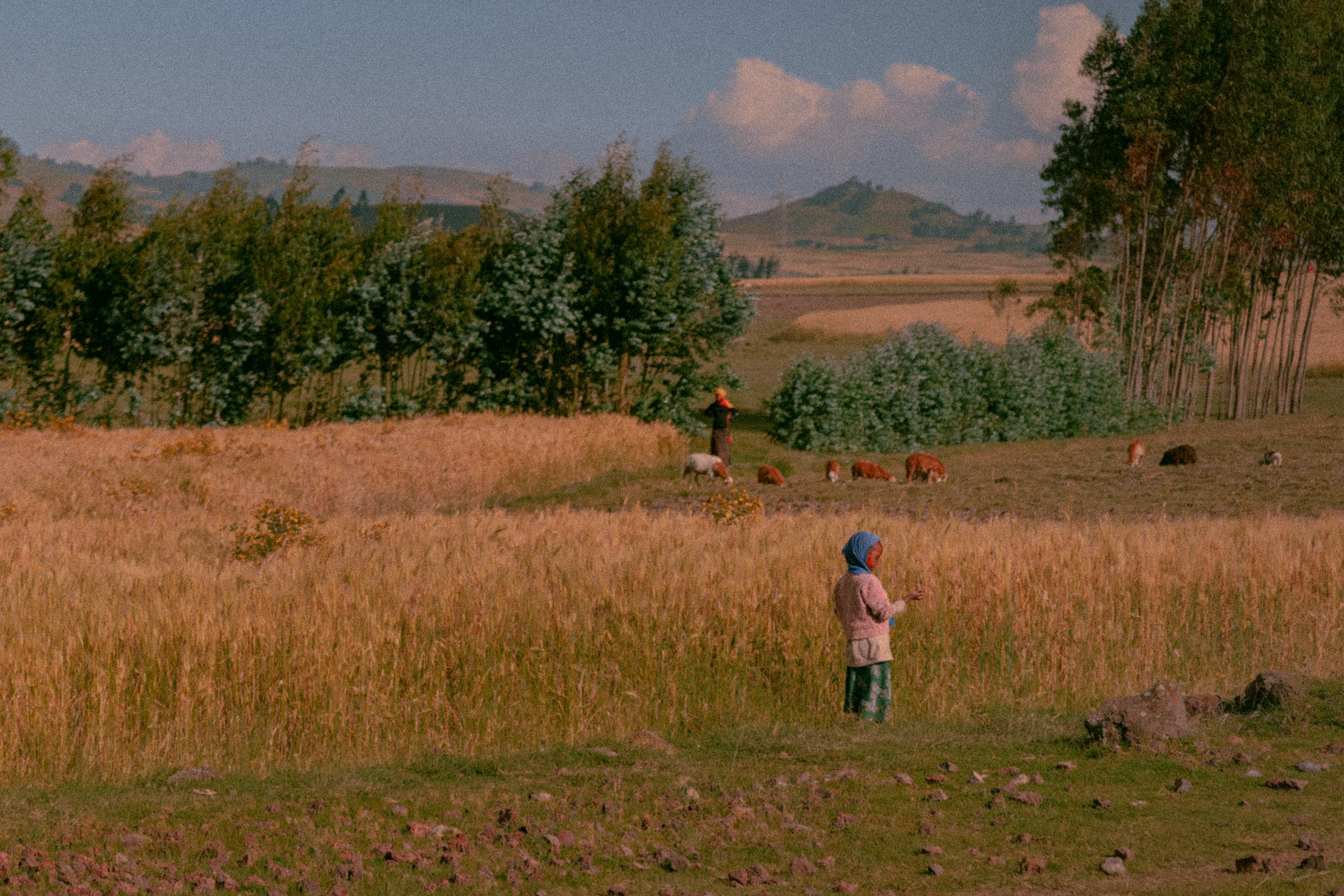 Сельское хозяйство эфиопии. Роль сельского хозяйства в эфиопии