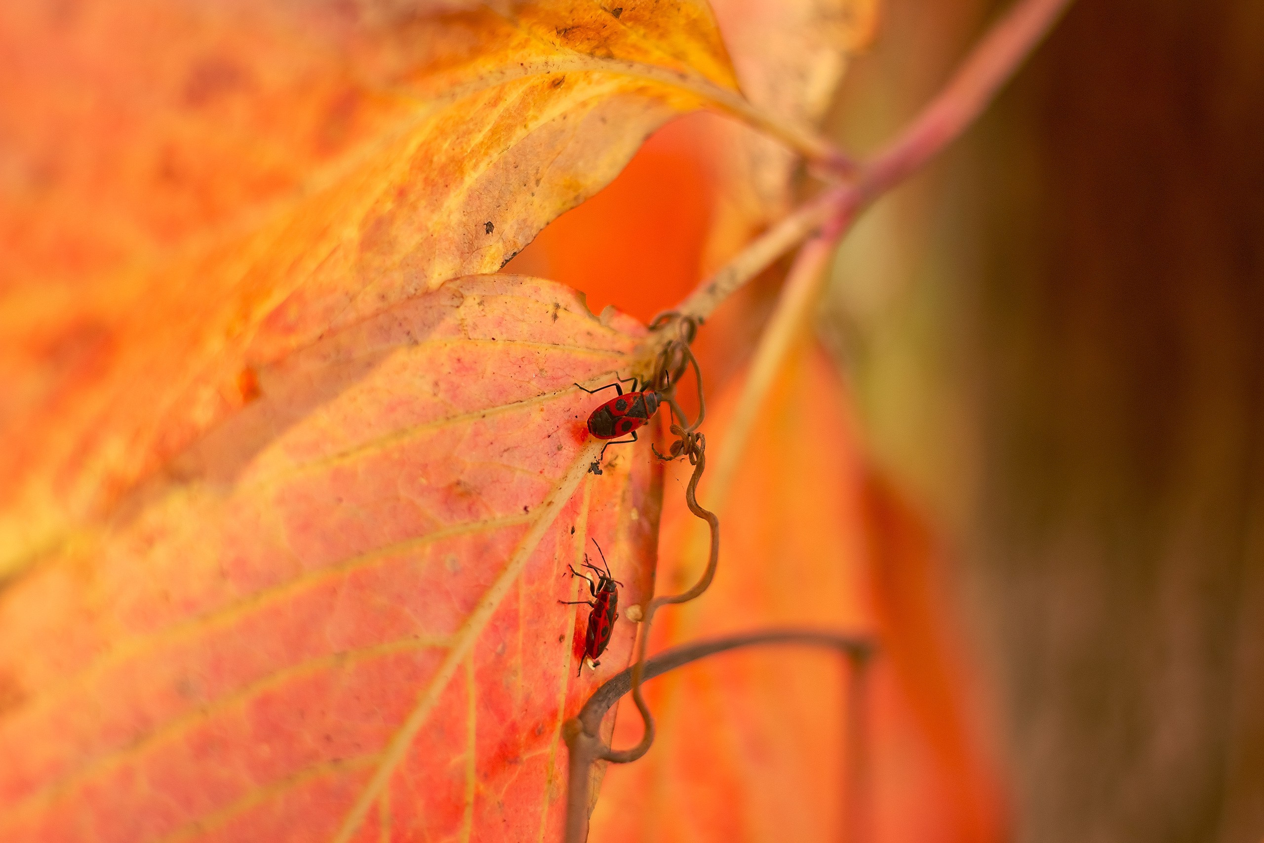 Великое в Малом. Аmat Victoria Сuram