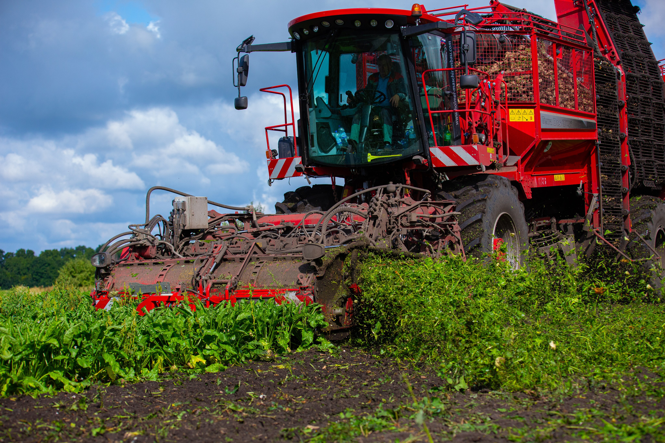 Уборка сахарной свеклы