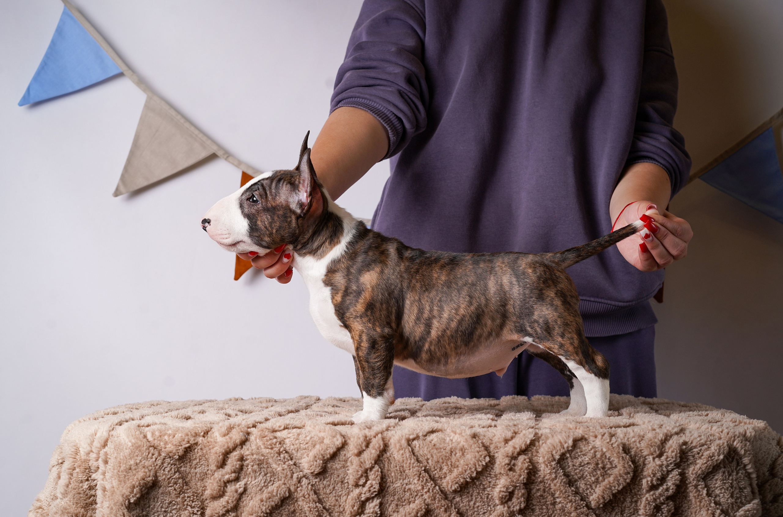 Щенки минибультерьера. Фотограф-анималист в Санкт-Петербурге Яна Мартынова