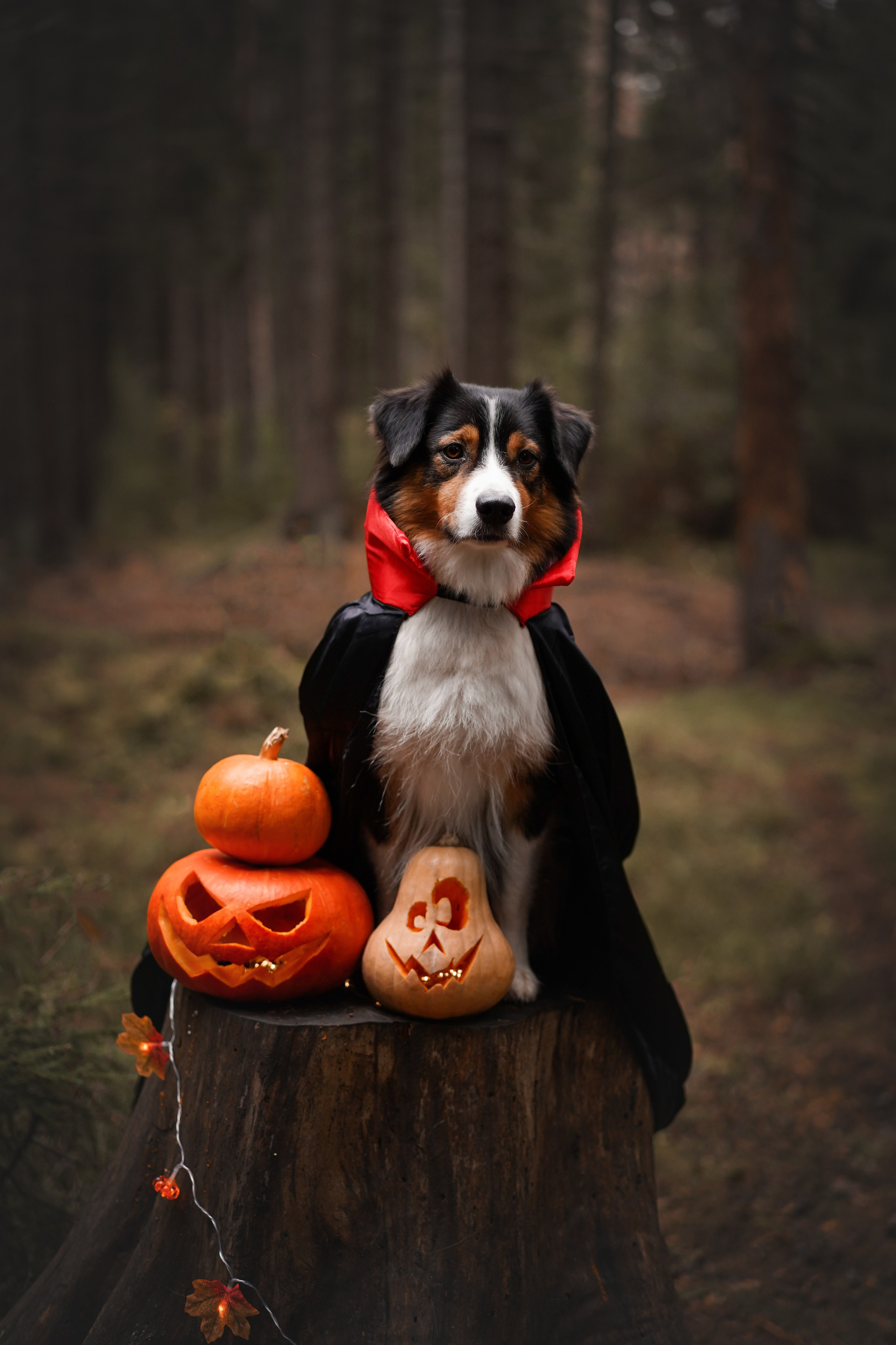 Аусси Хэллоуин 24. Фотограф-анималист в Санкт-Петербурге Яна Мартынова