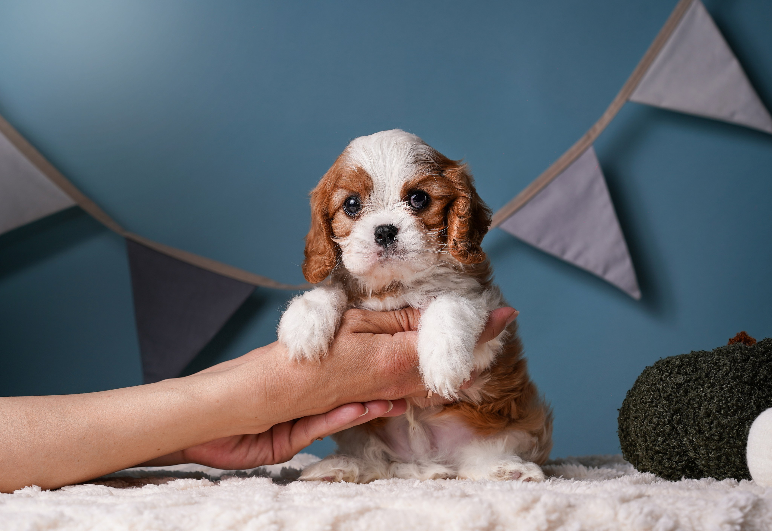 Щенки кавалера. Фотограф-анималист в Санкт-Петербурге Яна Мартынова