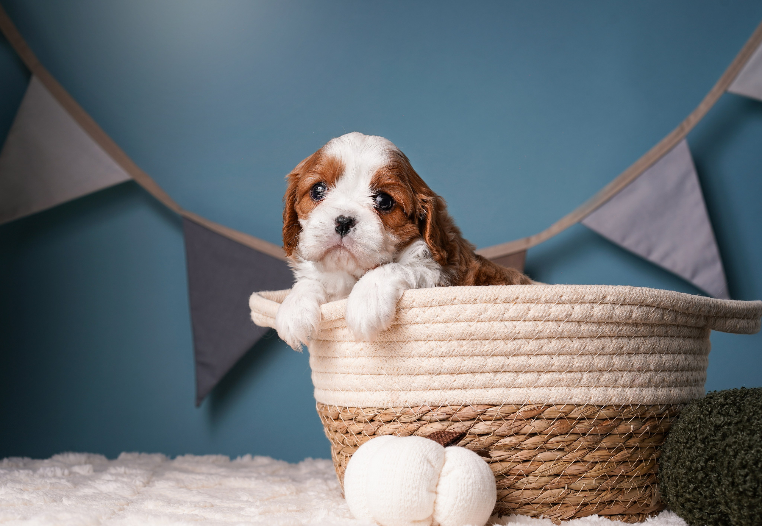 Щенки кавалера. Фотограф-анималист в Санкт-Петербурге Яна Мартынова