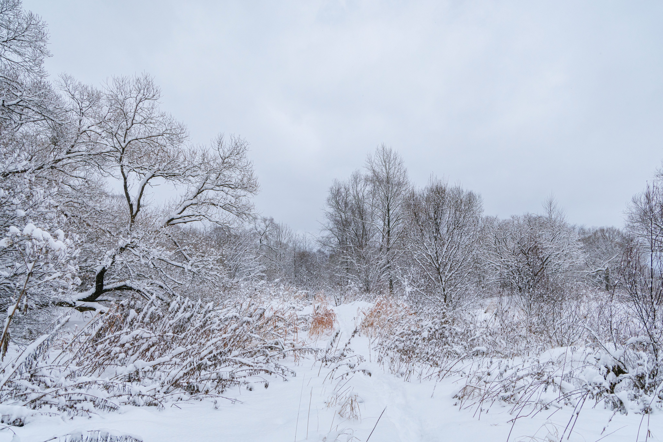 Зимний лесной пейзаж, Приморье, 2026 год