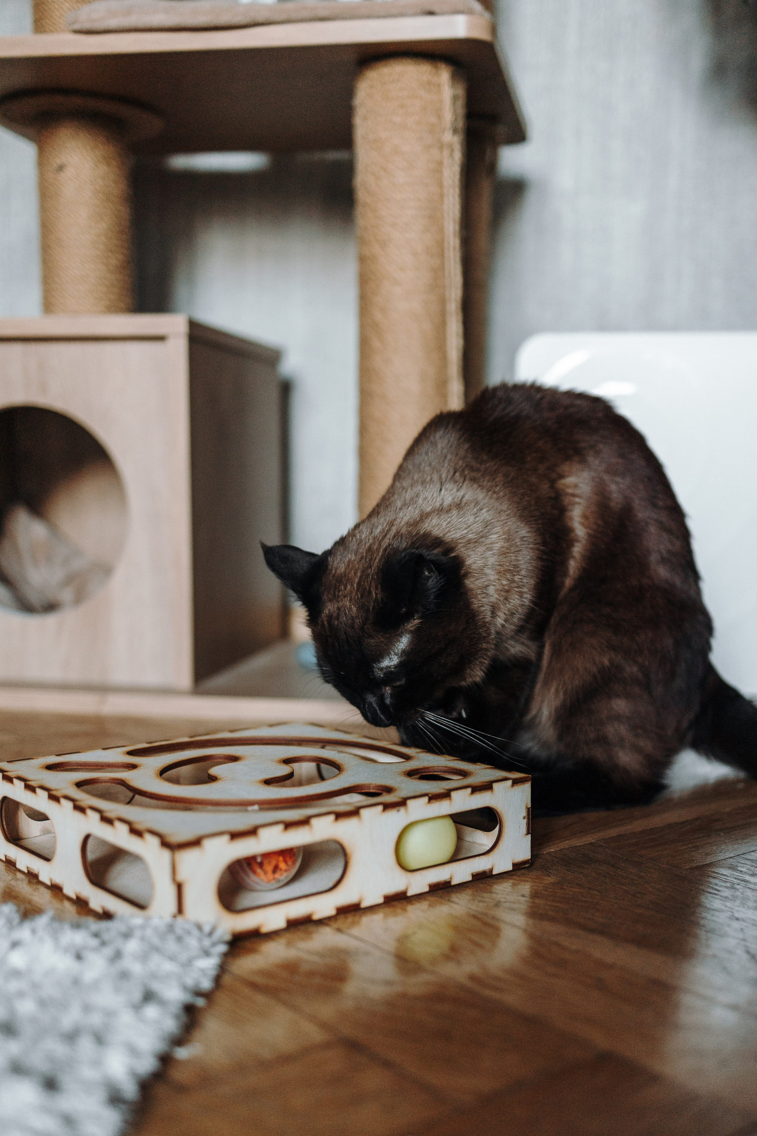 Саша и ее хвосты. Фотограф — Анималист | Санкт-Петербург