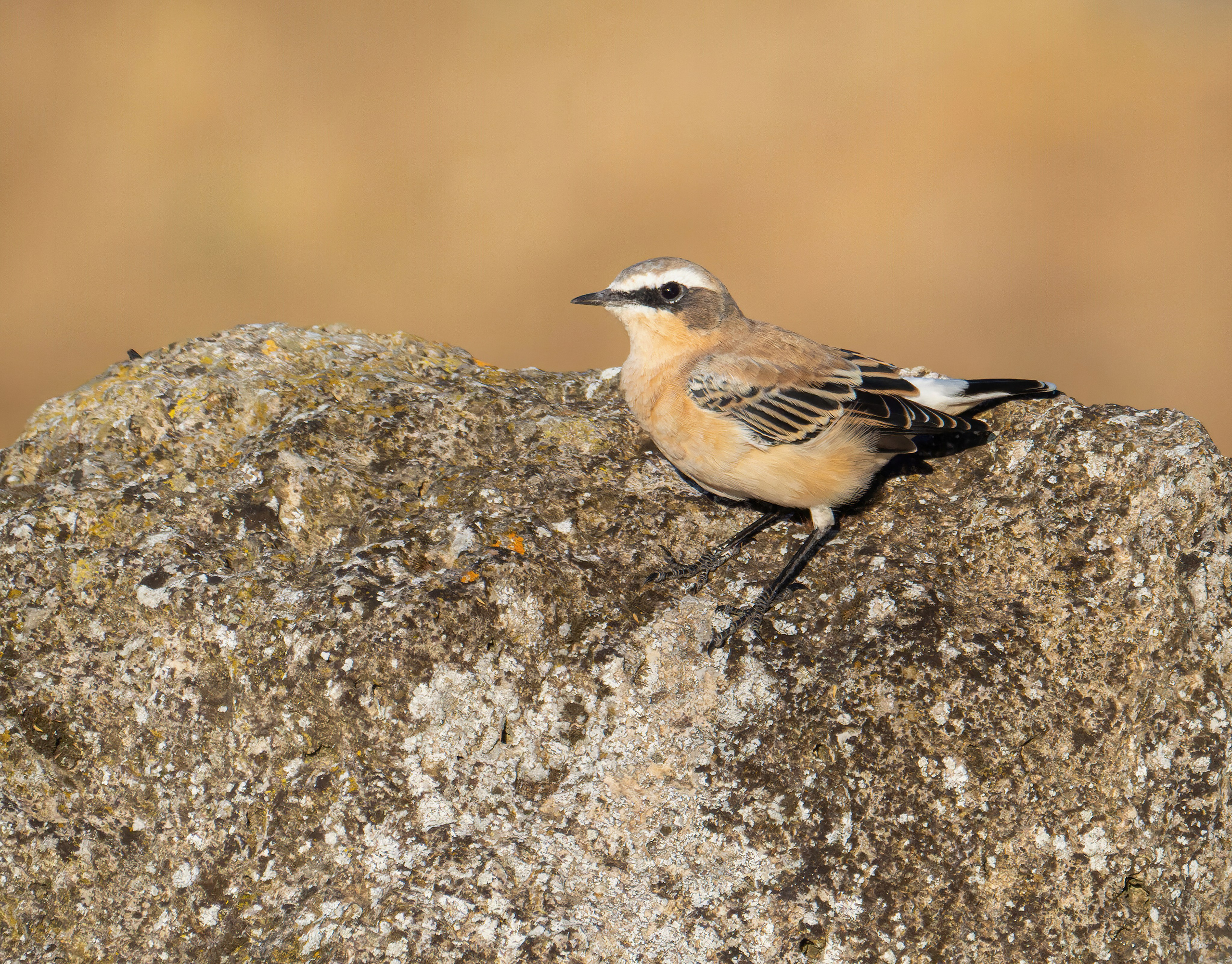 Птицы и животные. Oles Paritskiy