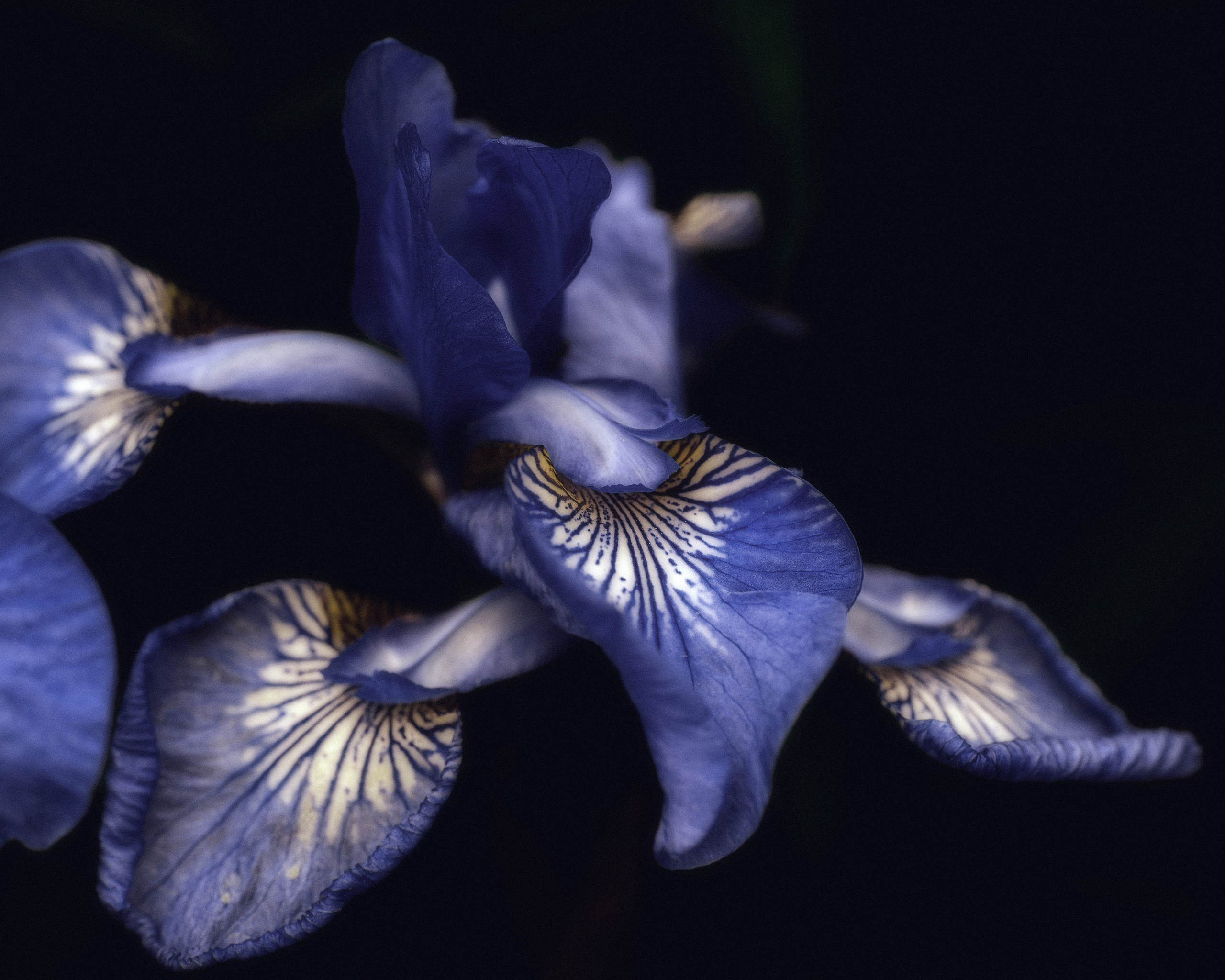 Поэзия цветов. Портретный фотограф в Челябинске Катерина Руди