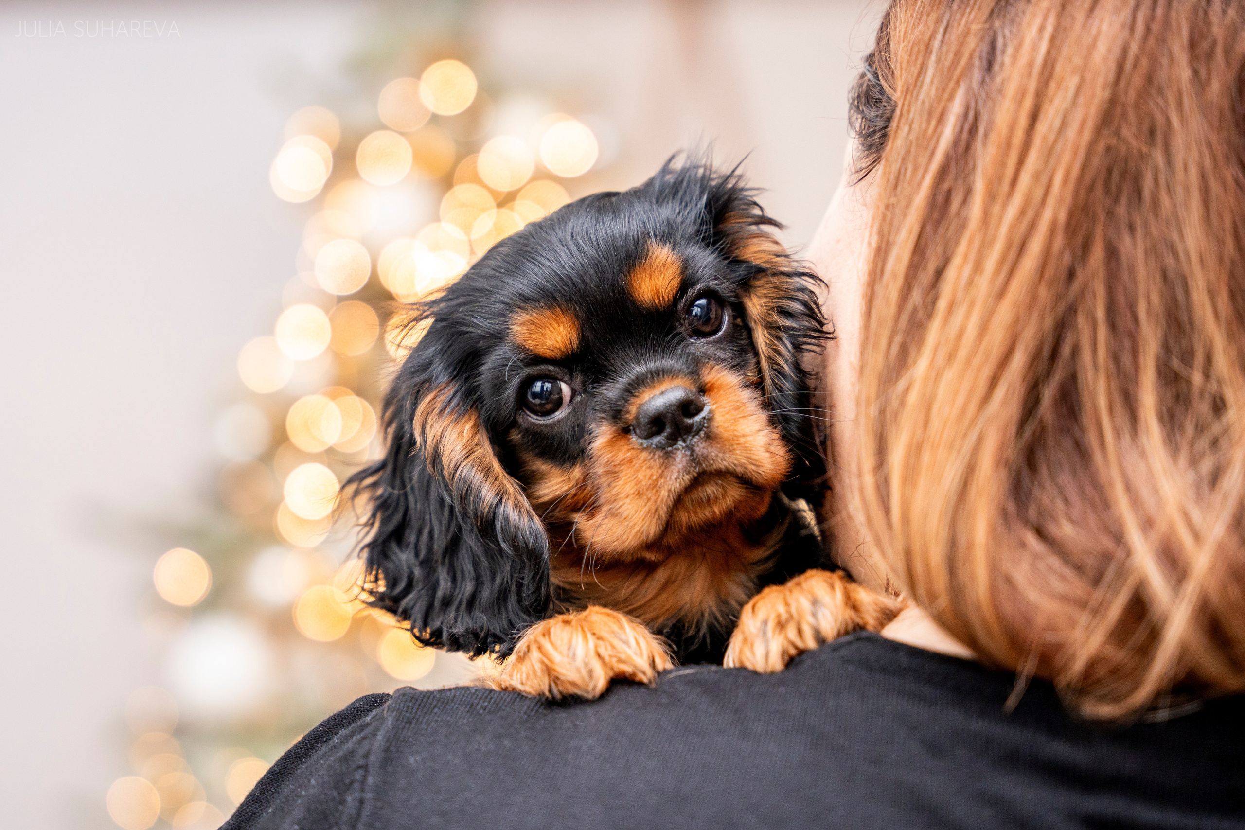 Щенки Кавалер кинг-чарльз-спаниель (Новый год). Главная