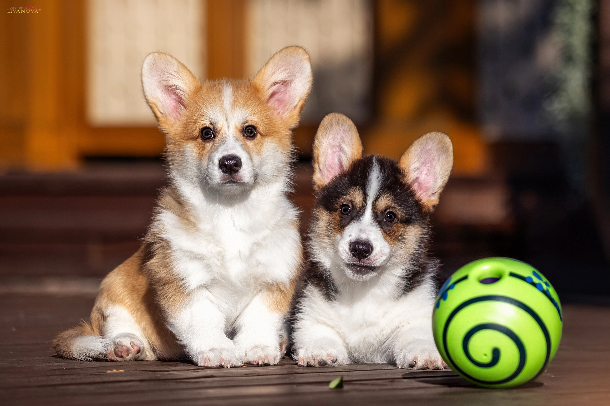 Коржики. Фотограф анималист Аня Ливанова | Рыбинск