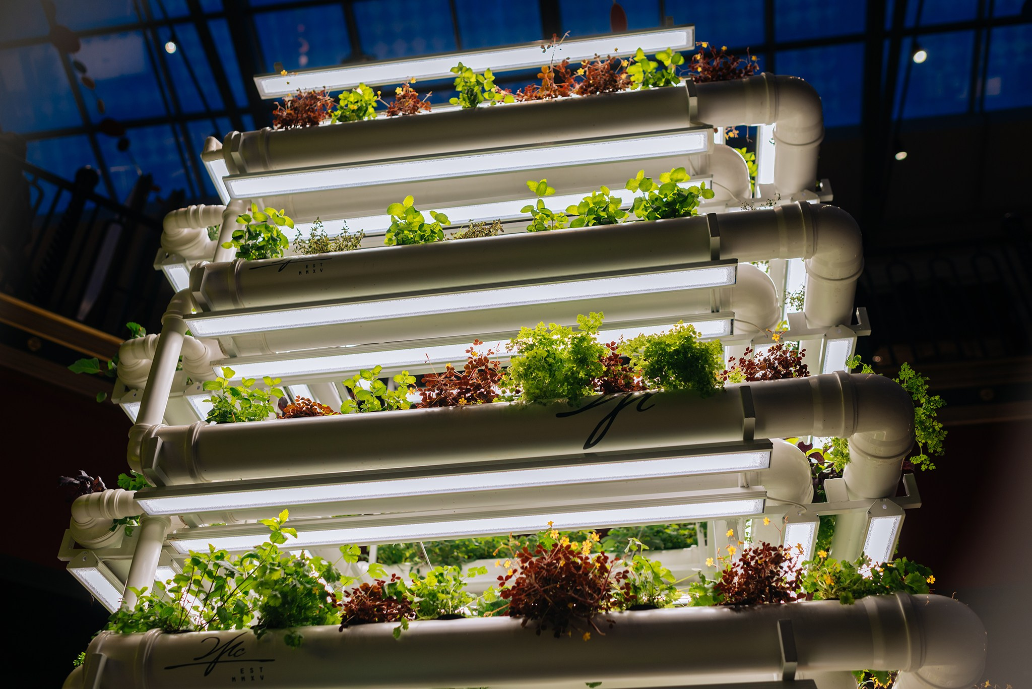 ЖИВЫЕ СПЕЦИИ. Микрозелень и Съедобные цветы. Репортажный фотограф в Санкт-Петербурге Анастасия Клёпова