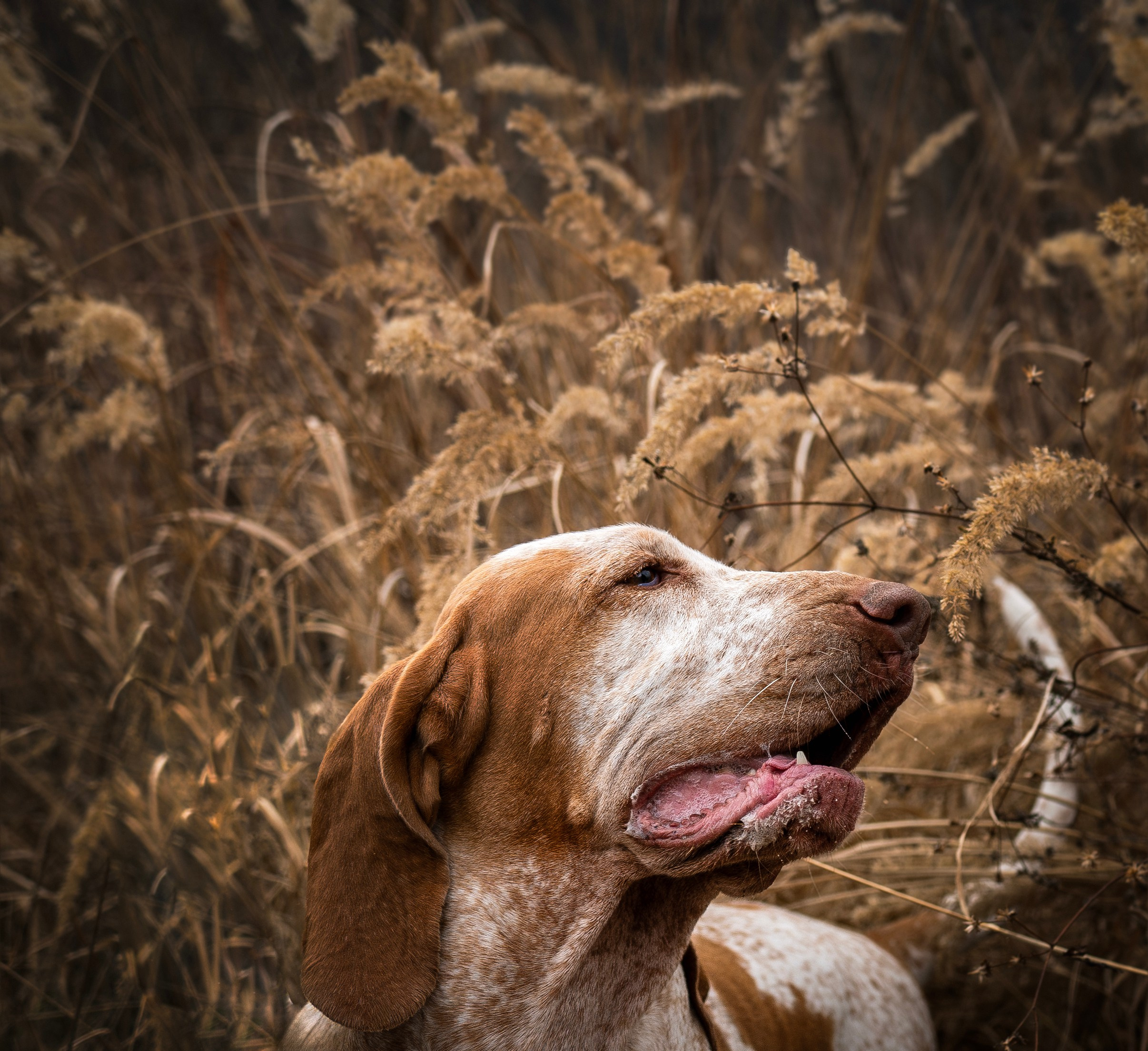 Итальянский бракк Стеша и Любомир. Семейный фотограф анималист г. Находка