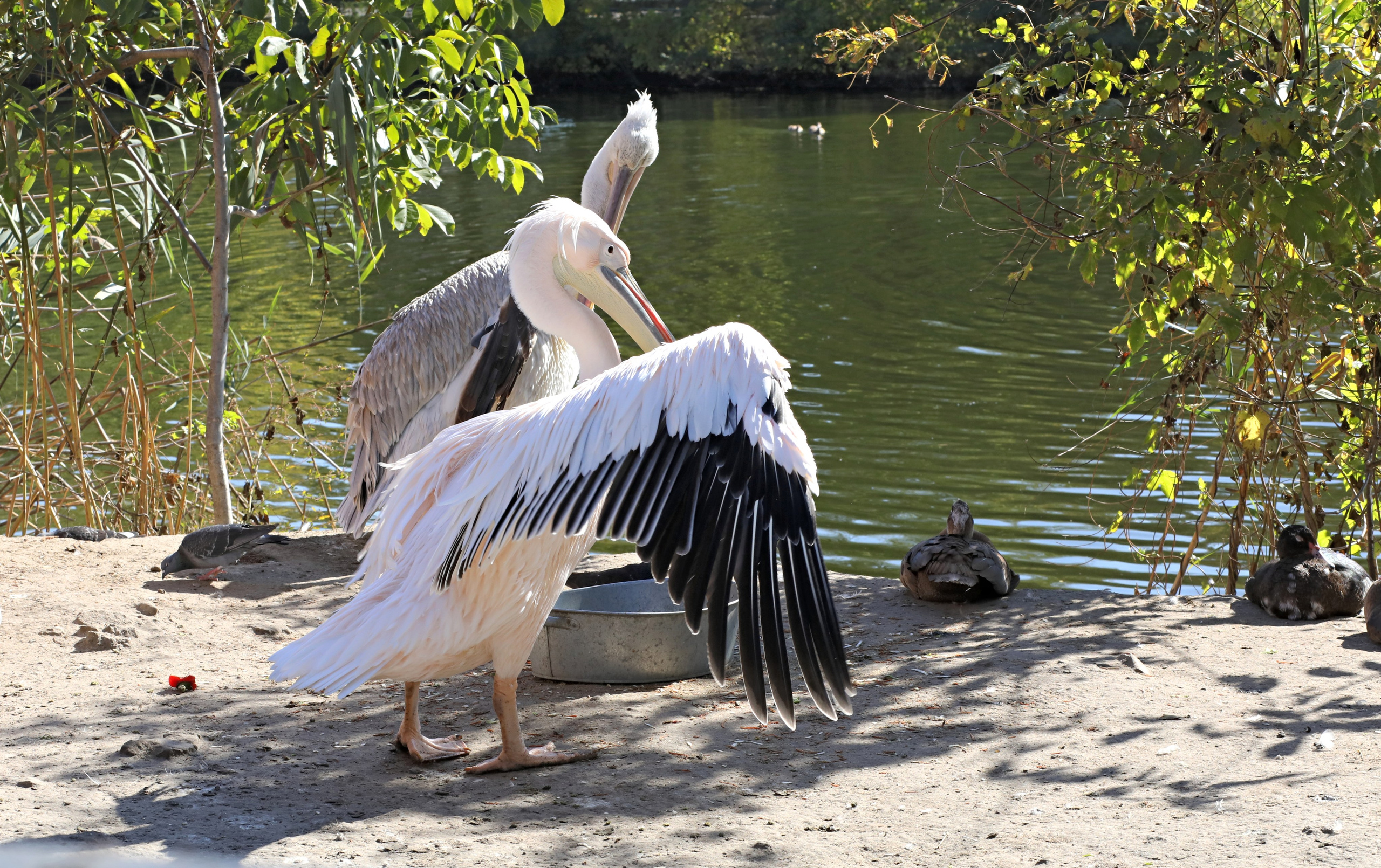 Ростовский зоопарк. Фото-художник и Репортажный фотограф Николаев Александр Алексеевич