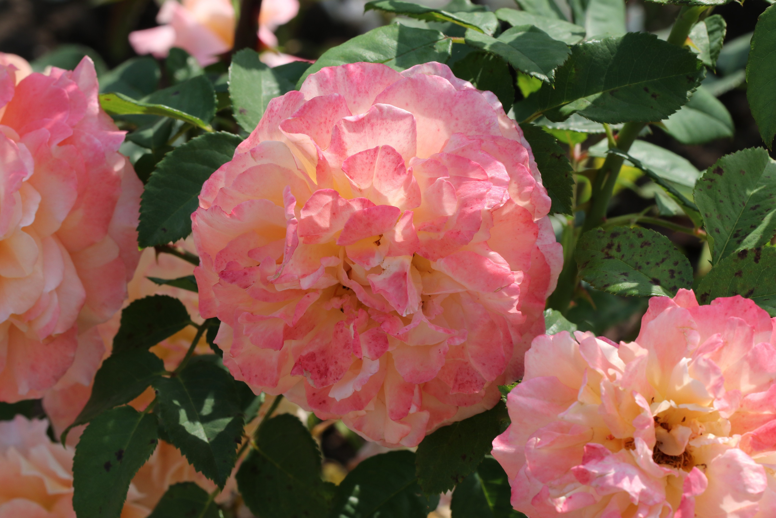 Долина роз в Кисловодске. Фото-художник и Репортажный фотограф Николаев Александр Алексеевич