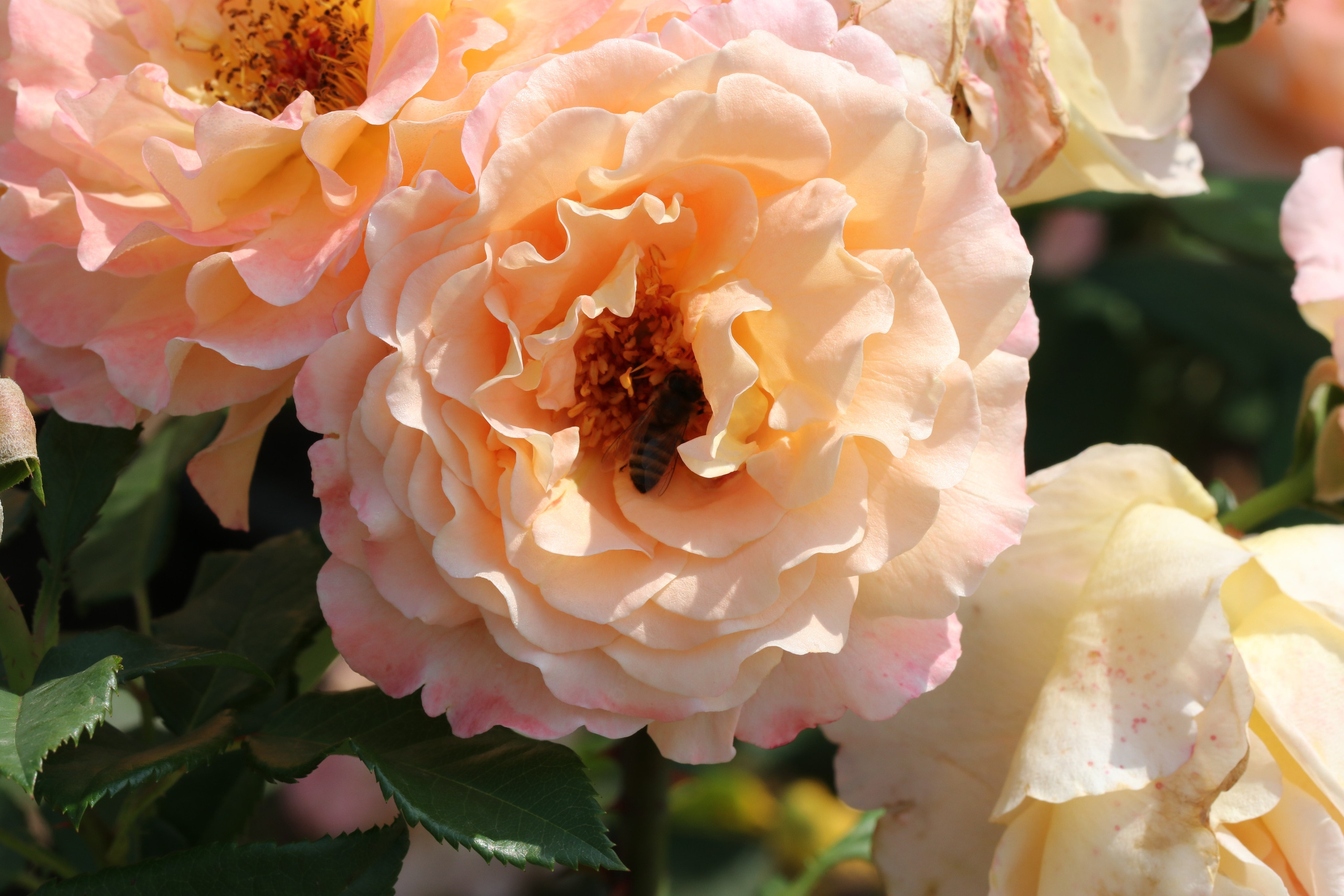 Долина роз в Кисловодске. Фото-художник и Репортажный фотограф Николаев Александр Алексеевич