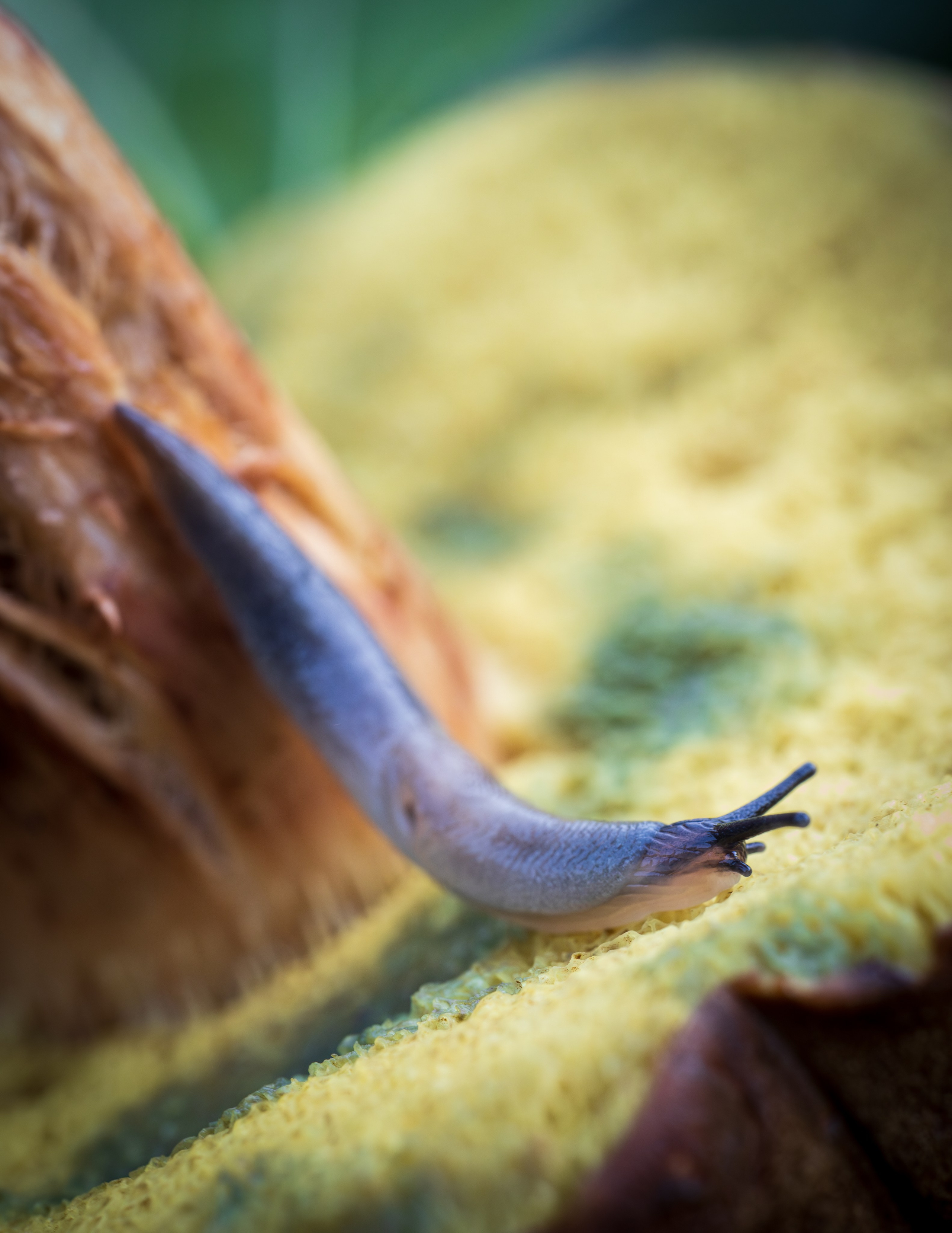 Макро. Фотохудожник Артём Парамонов