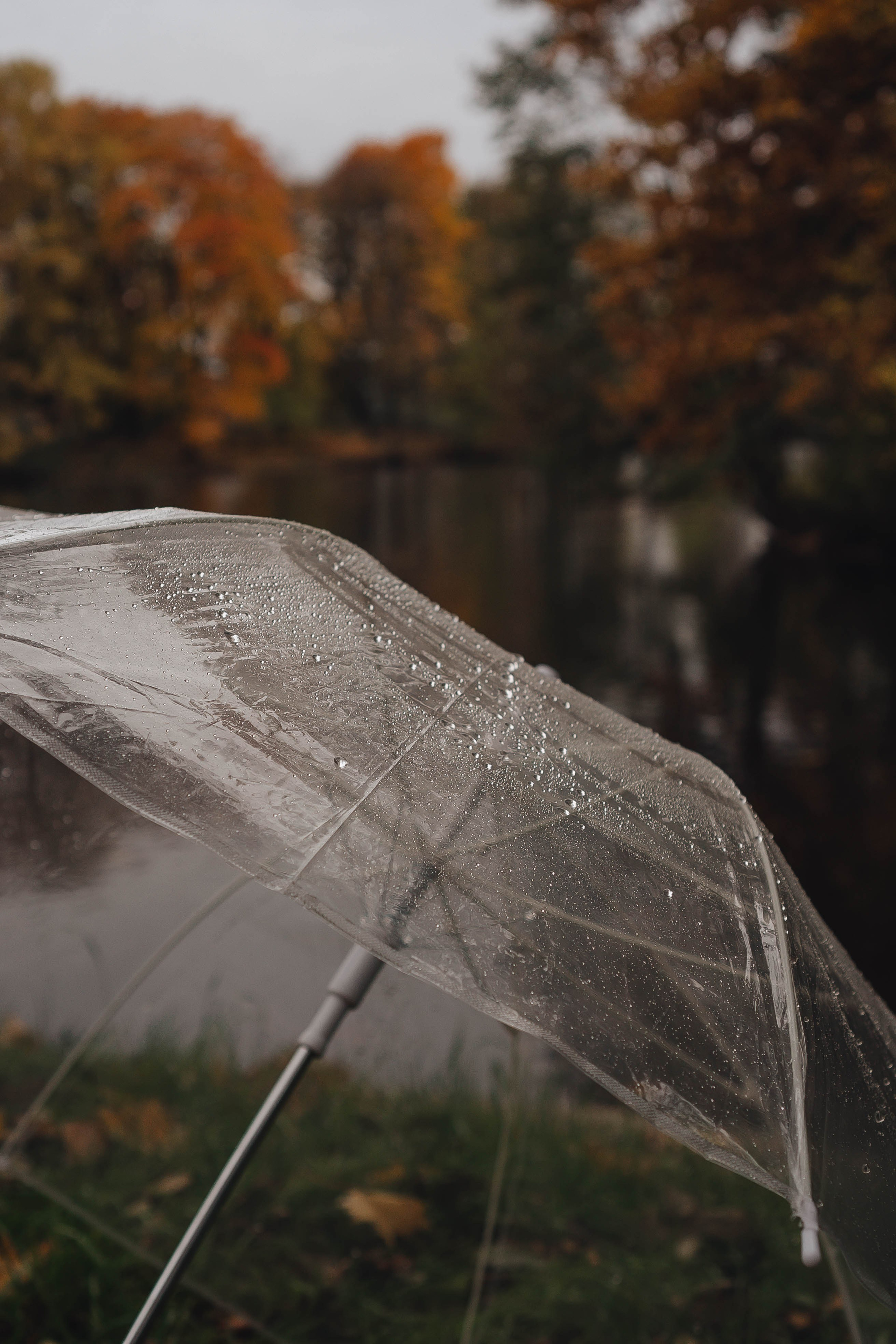 Осень. Профессиональный фотограф, Санкт-Петербург — Виктория Богомолова