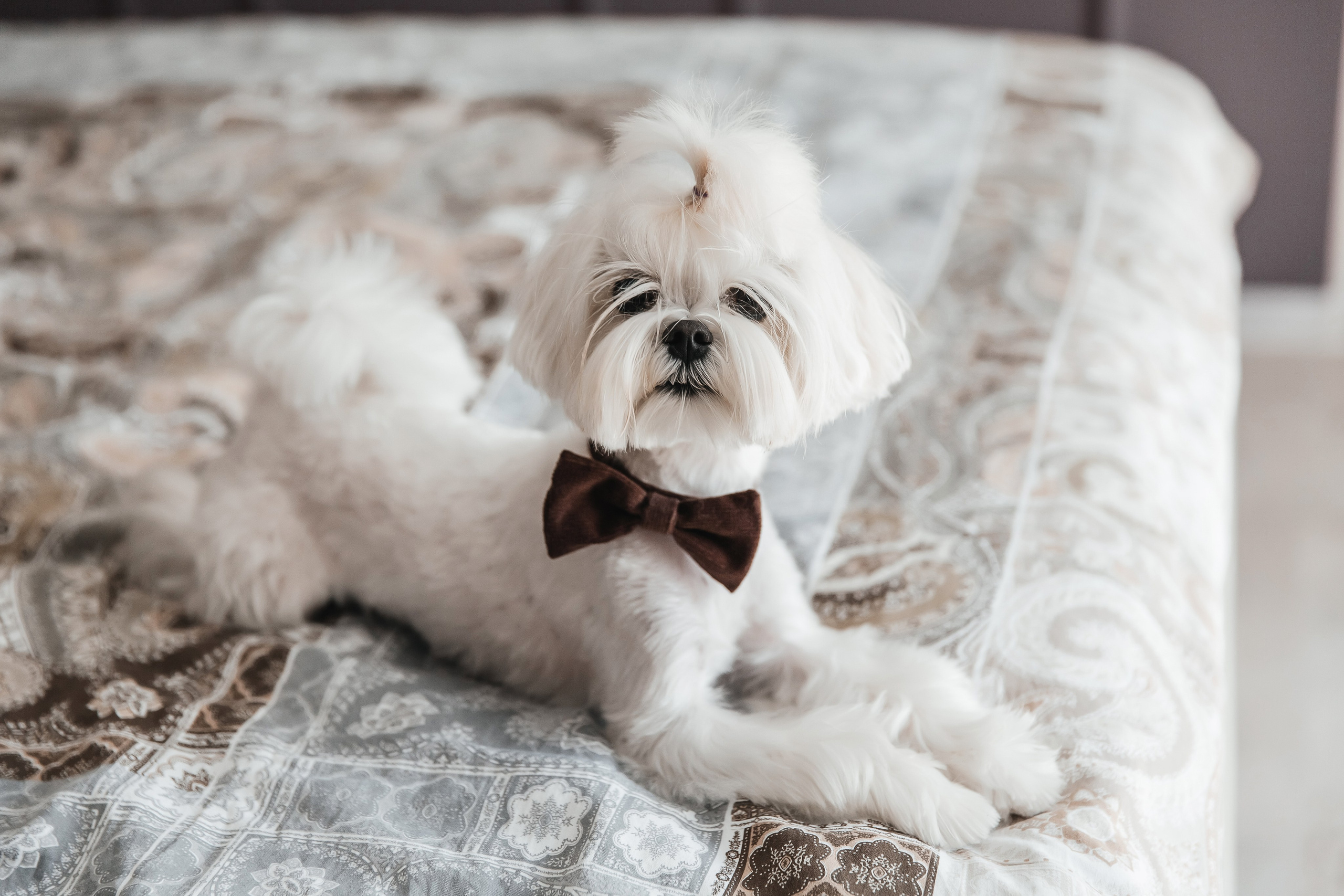 Рома и Даша. Свадебный фотограф Ярославль Ирина Волоцкая