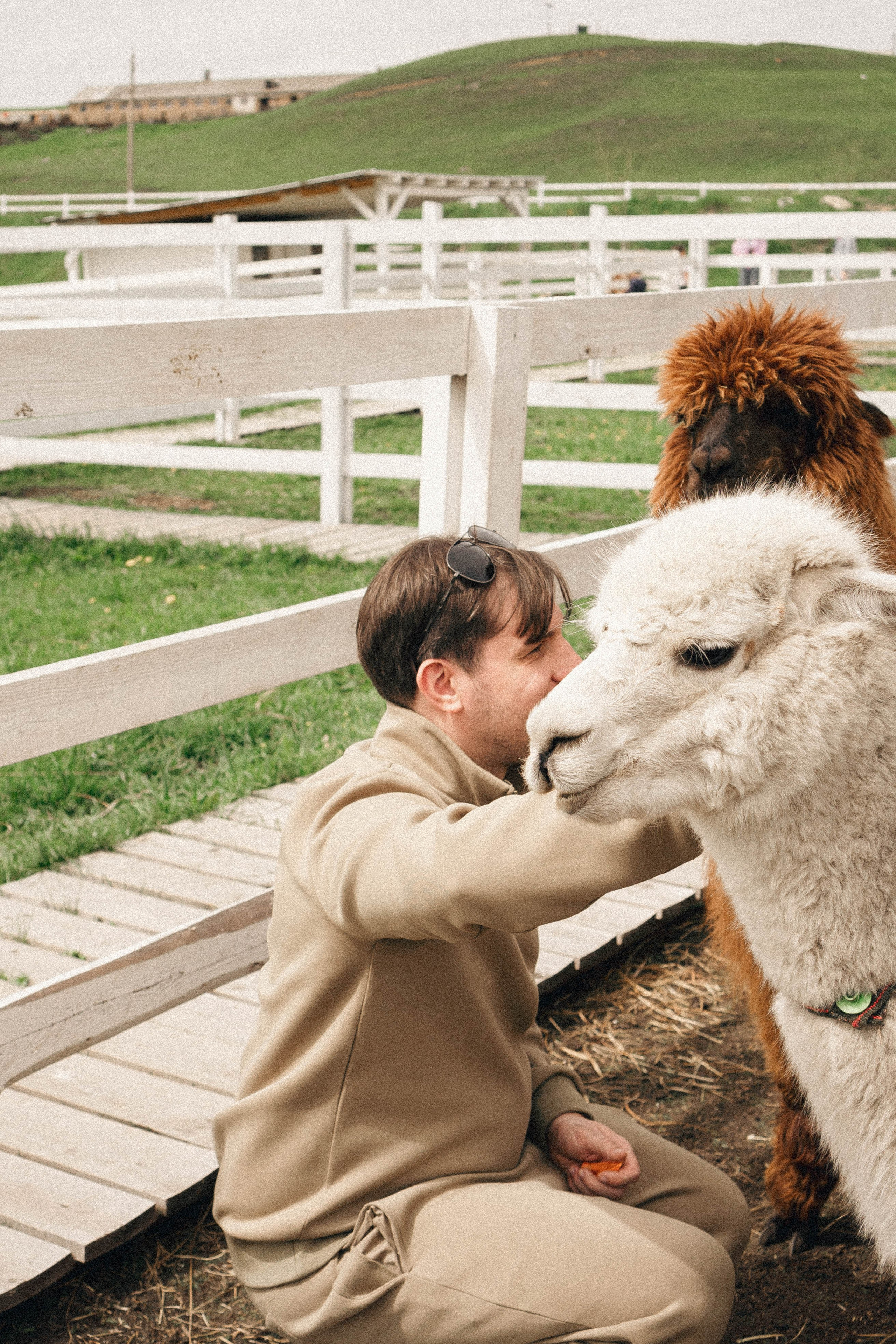 Ферма Альпак. Профессиональный фотограф, Санкт-Петербург — Виктория Богомолова