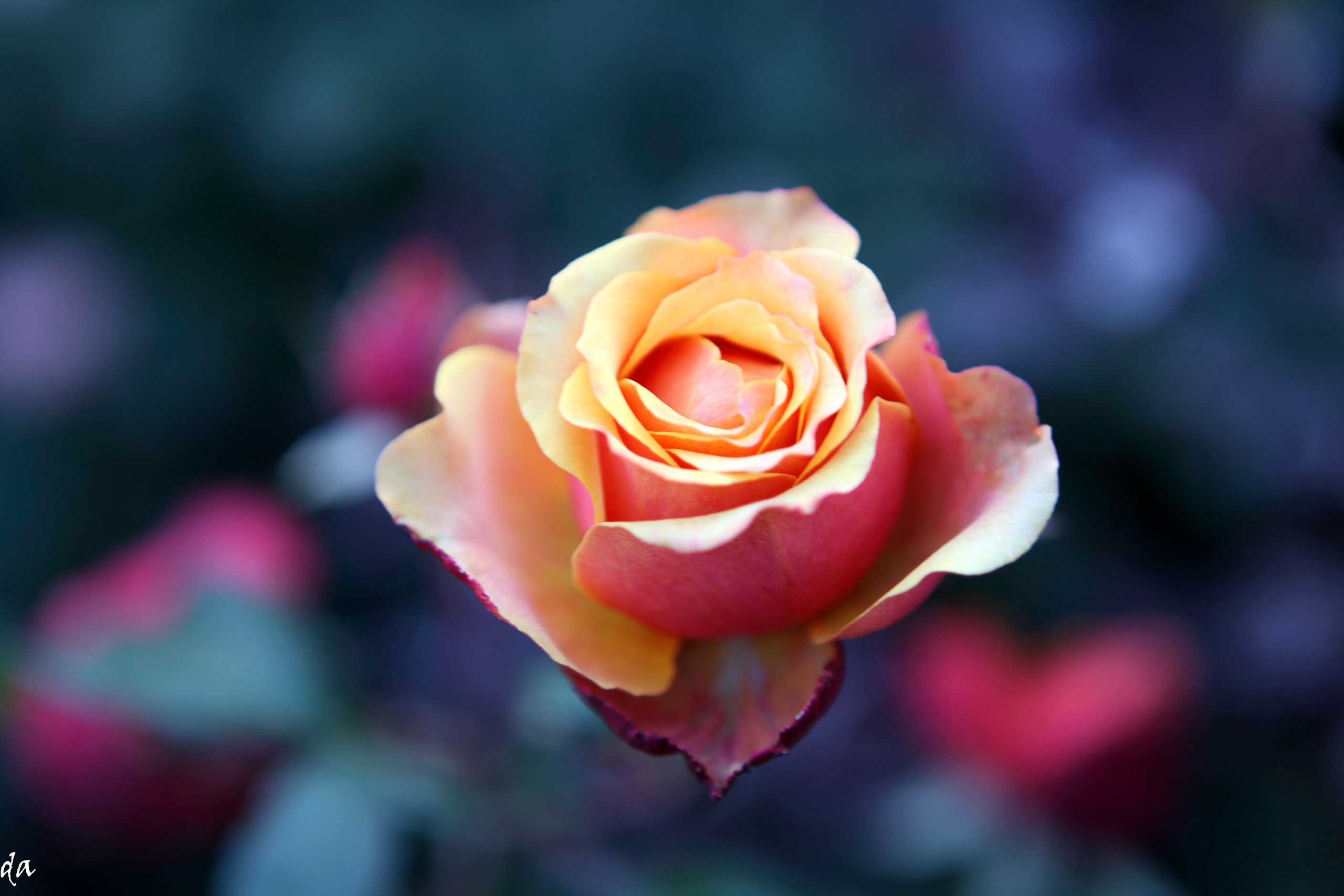 Цветочки-лепесточки. Фотограф Дмитрий Алексеев