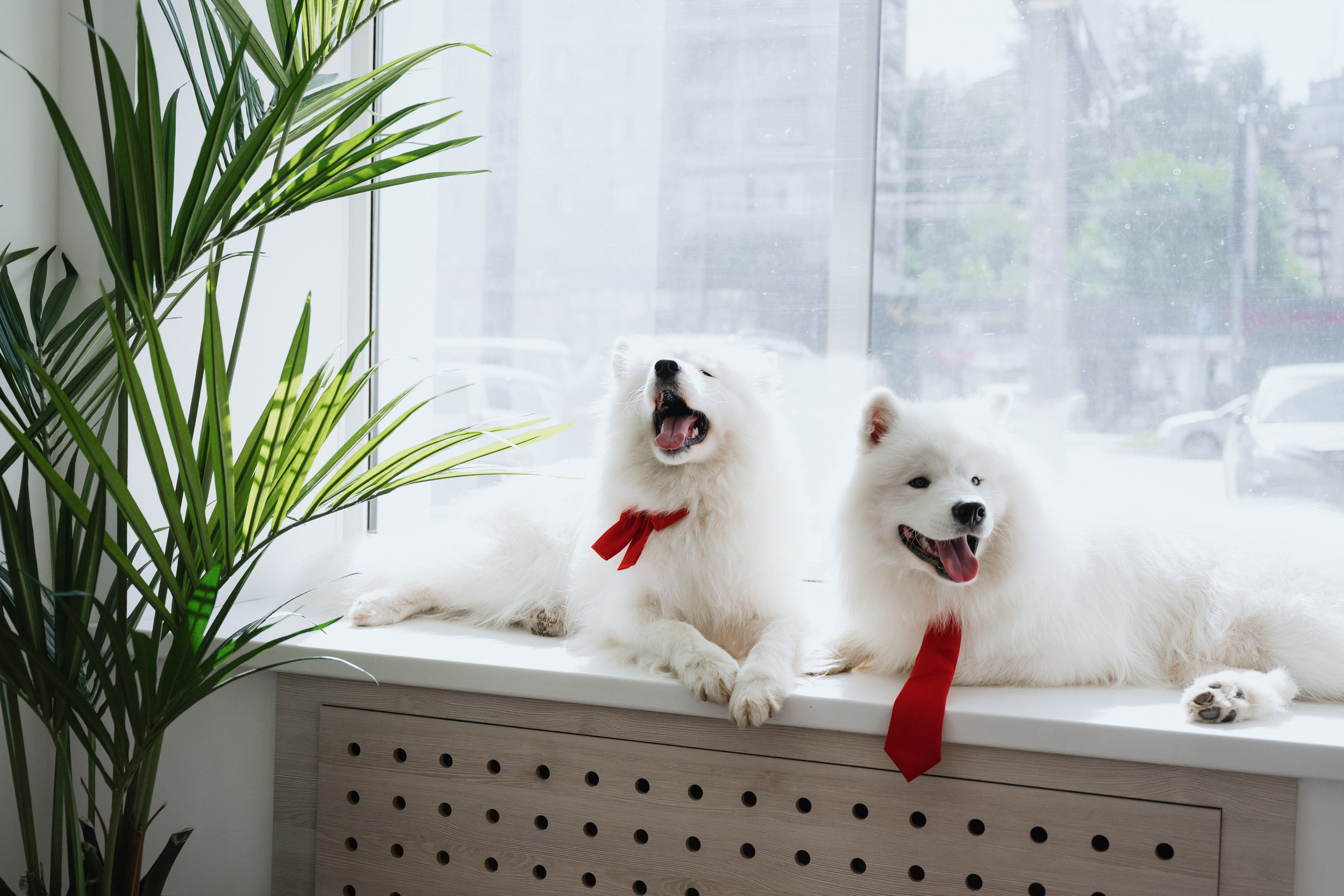 Альфа банк Карла Маркса 55. Фотограф Кристина Тумаева. Самоед Новосибирск