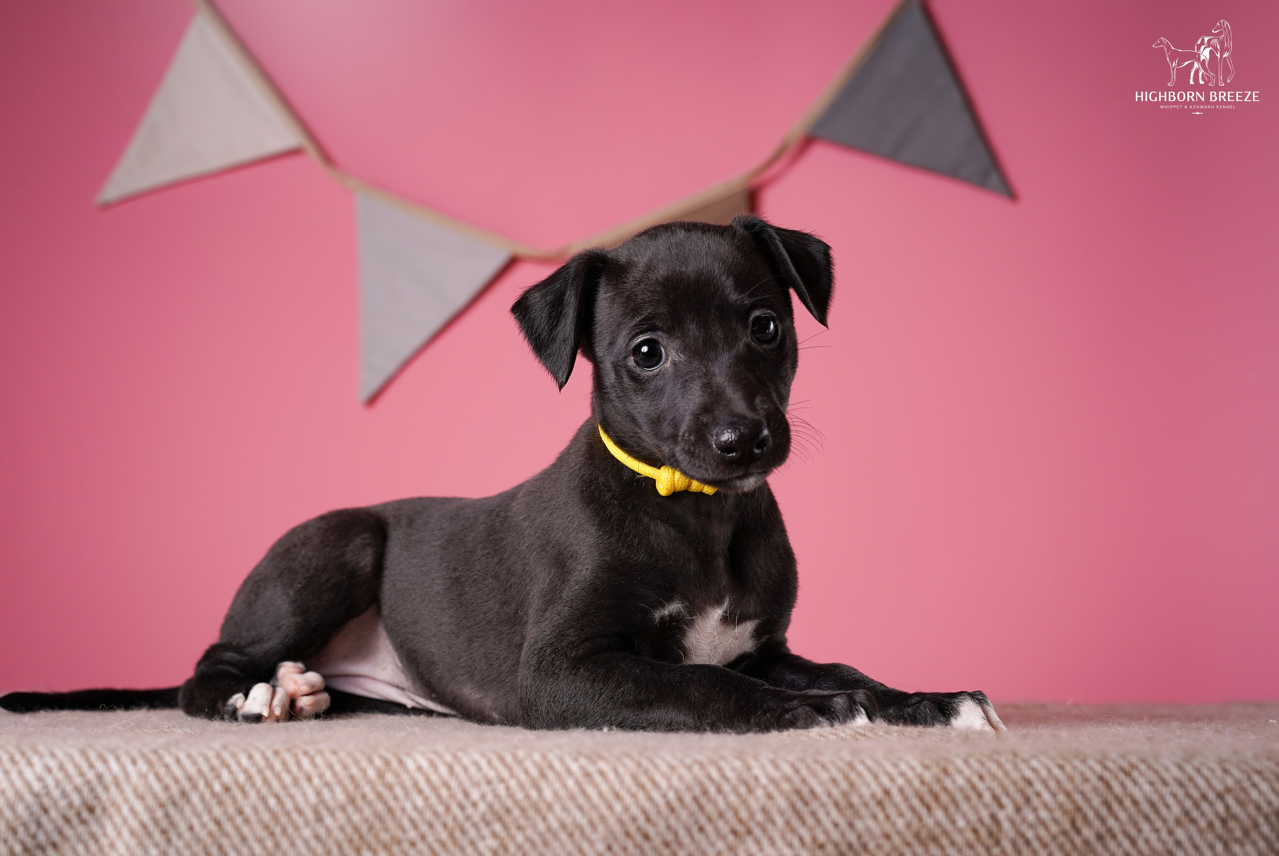 Щенки уиппета. Фотограф-анималист в Санкт-Петербурге Яна Мартынова