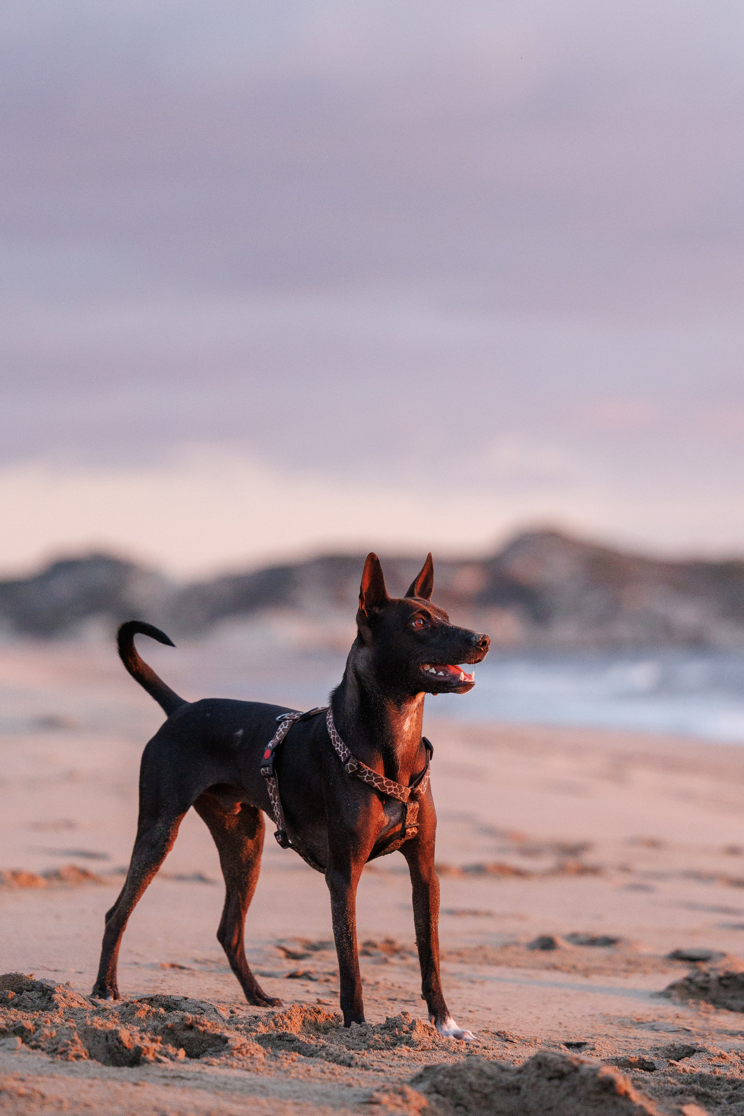 Финик. Фотограф анималист в Казани Алина Сулейманова. Фотограф животных