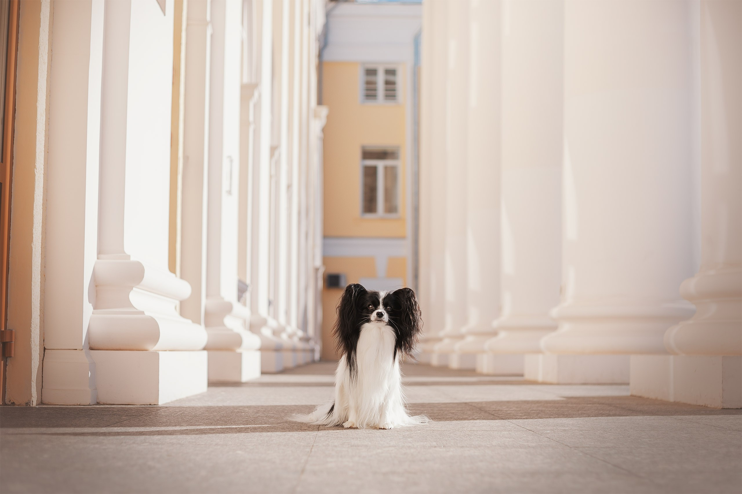 Папийон Тони. Фотограф анималист Кузнецова Анна Нижний Новгород