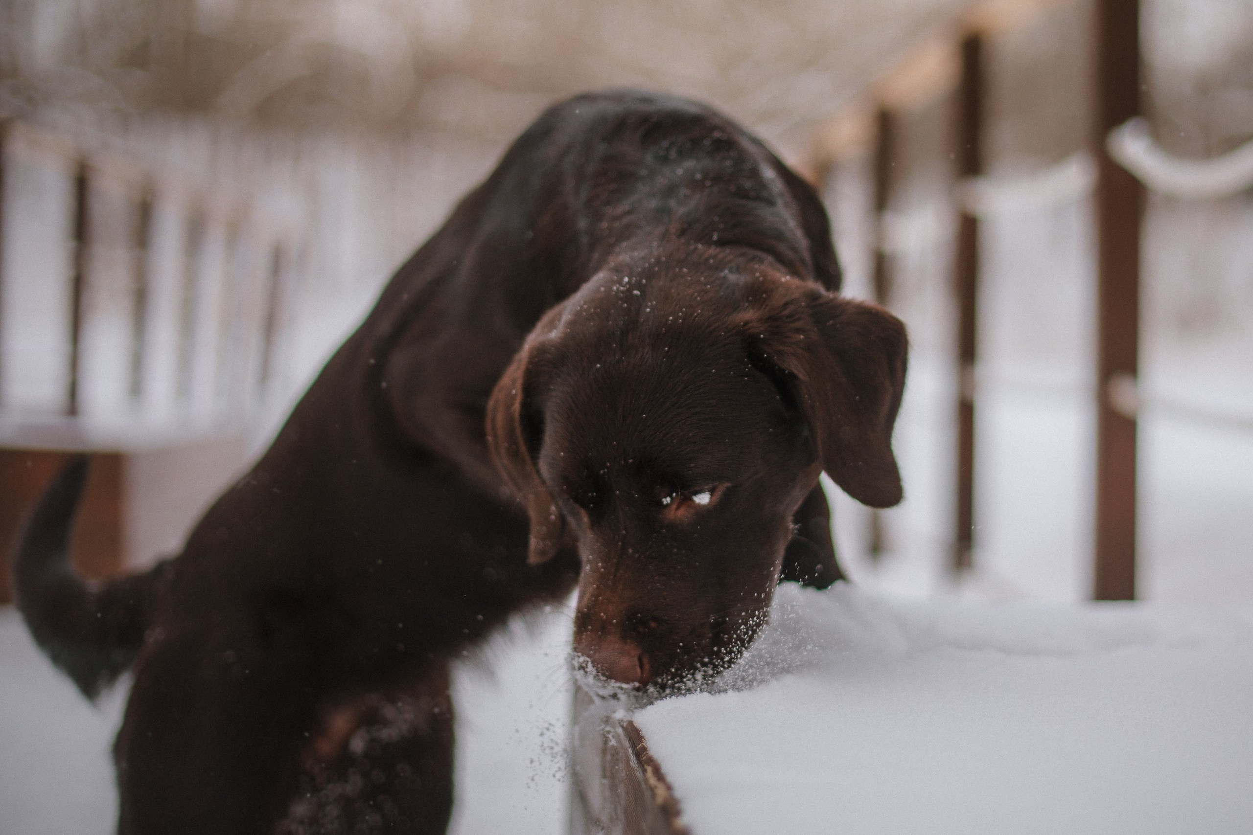 Йоло и Акира. Фотограф анималист Кузнецова Анна Нижний Новгород