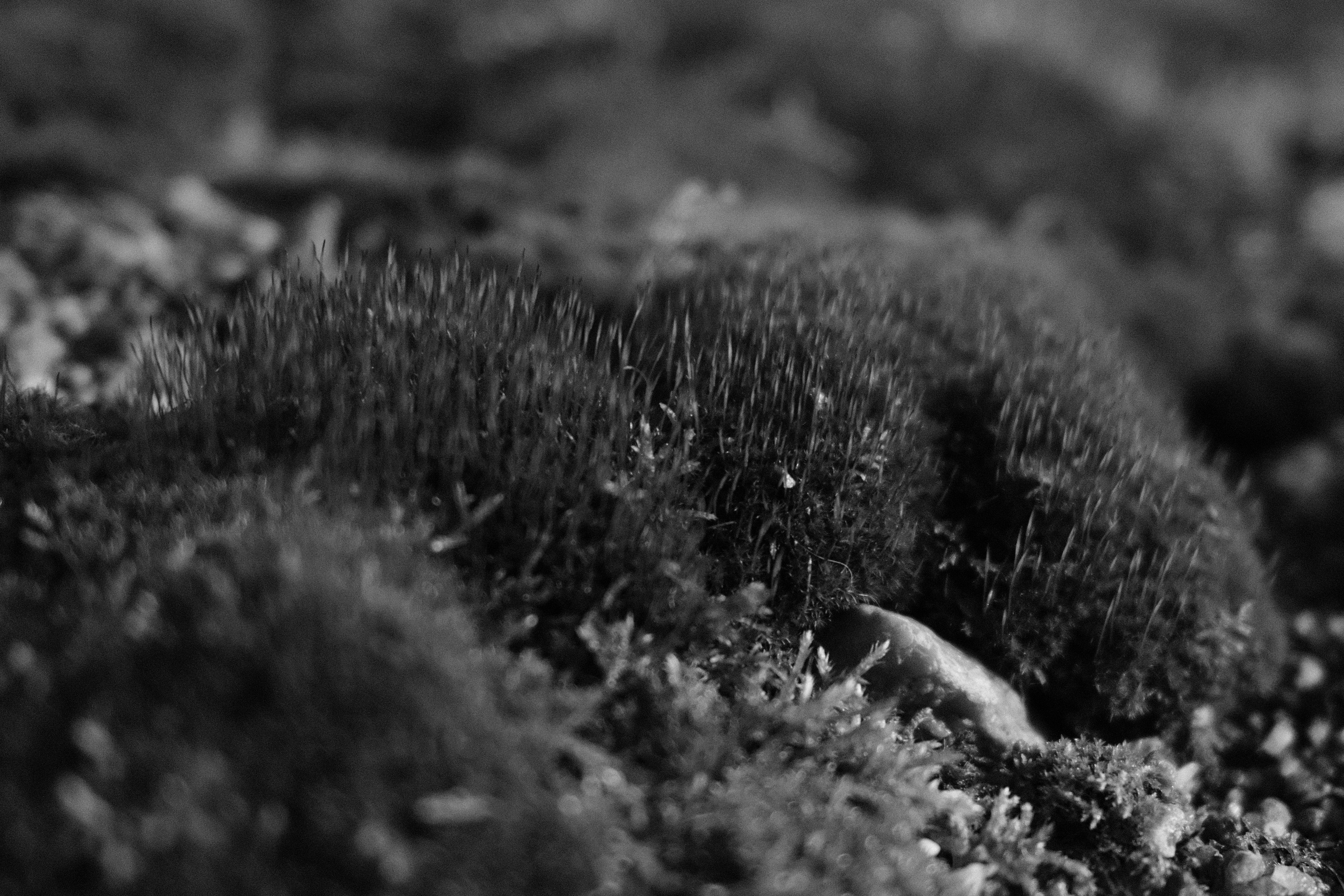 Аптекарский огород. Профессиональный фотограф в Москве Захар Ишутин