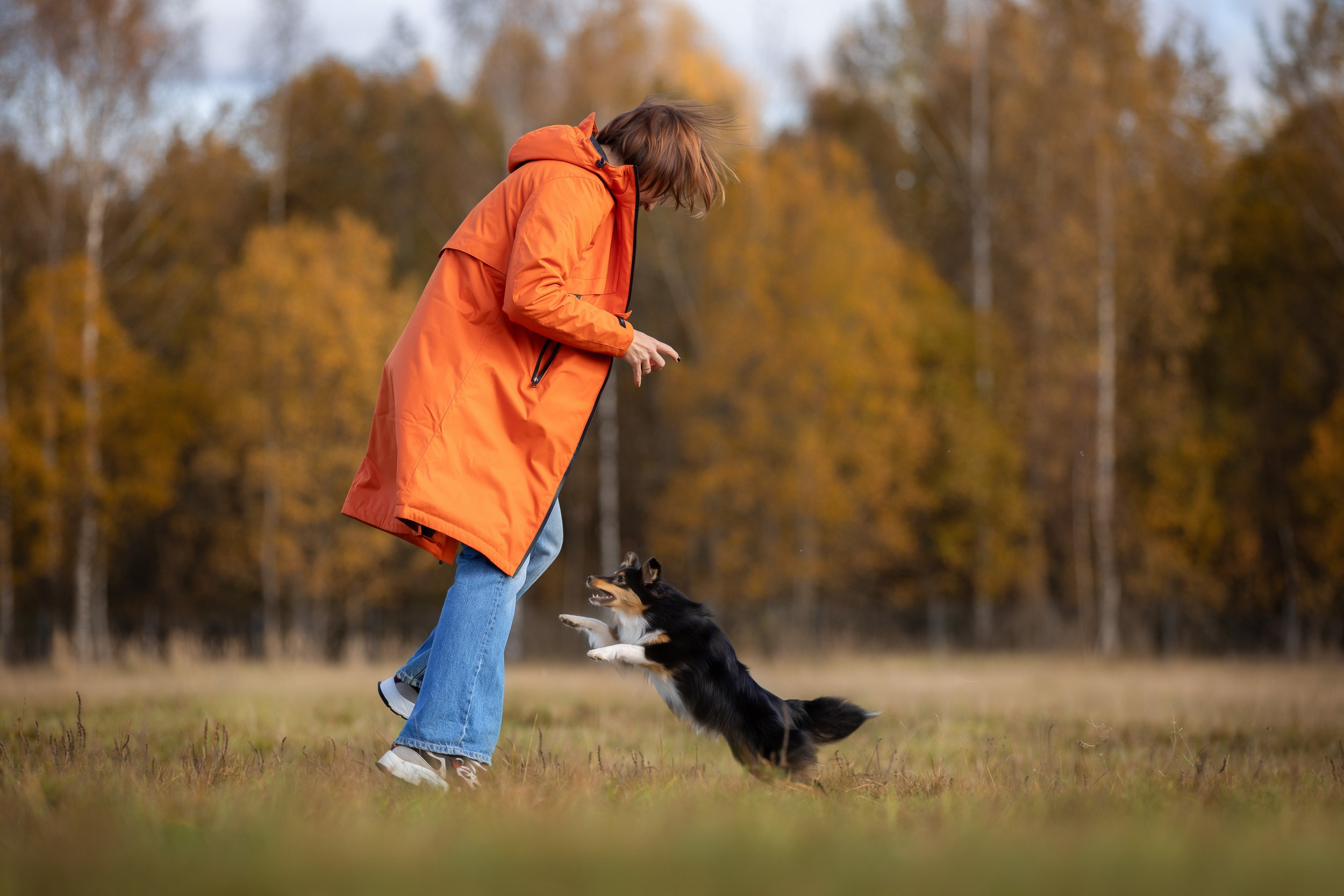 Мини фотосъемка с щенком шелти. Фотограф-анималист в Москве и Московской области Татьяна Фролова