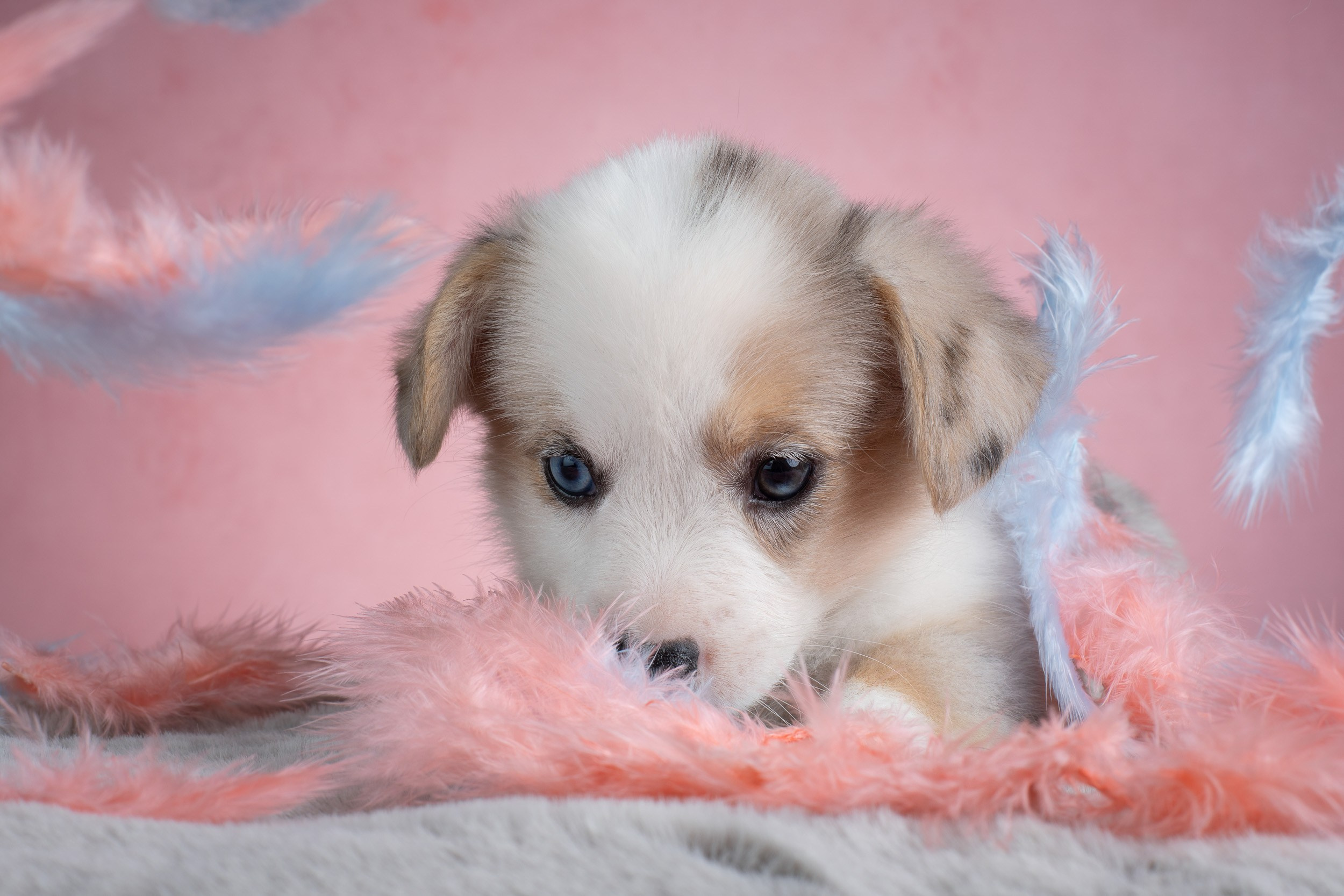 Съемка щенков на розовом фоне. Фотограф-анималист в Москве и Московской области Татьяна Фролова