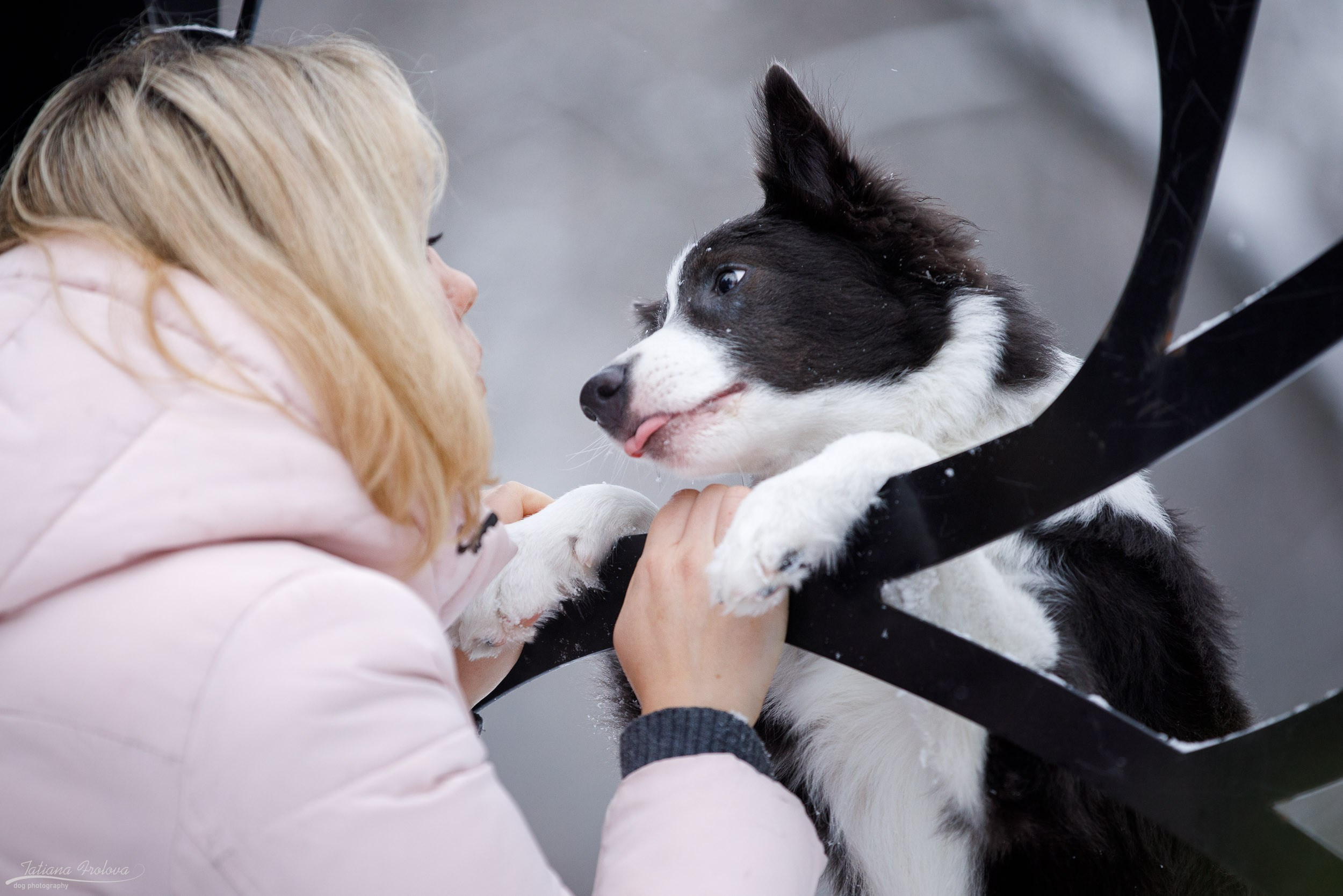 Фотосессия бордер-колли в парке. Фотограф-анималист в Москве и Московской области Татьяна Фролова