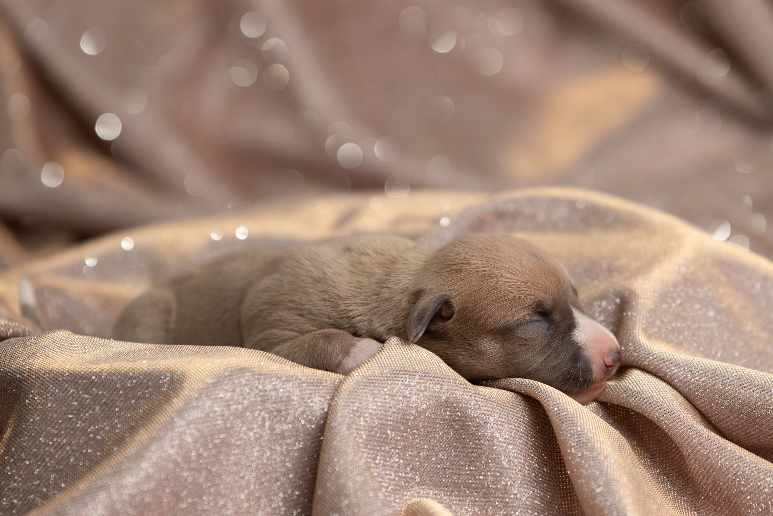 Ньюборн для щенков уиппета. Фотограф-анималист в Москве и Московской области Татьяна Фролова