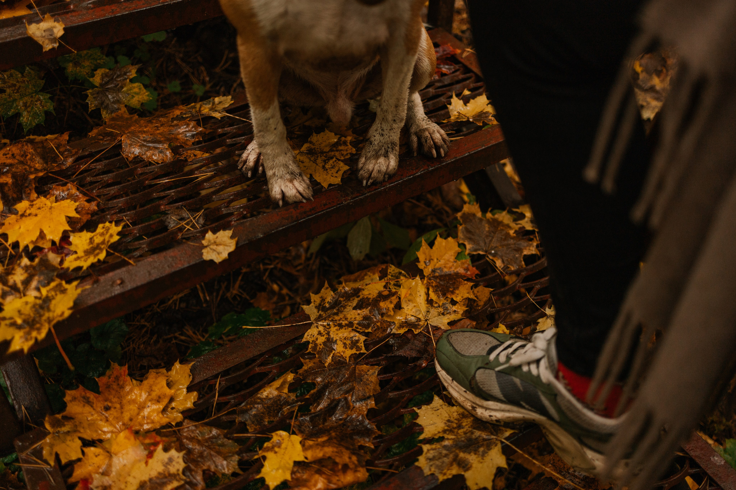 Лена и Тайгер. Фотограф — Анималист | Санкт-Петербург