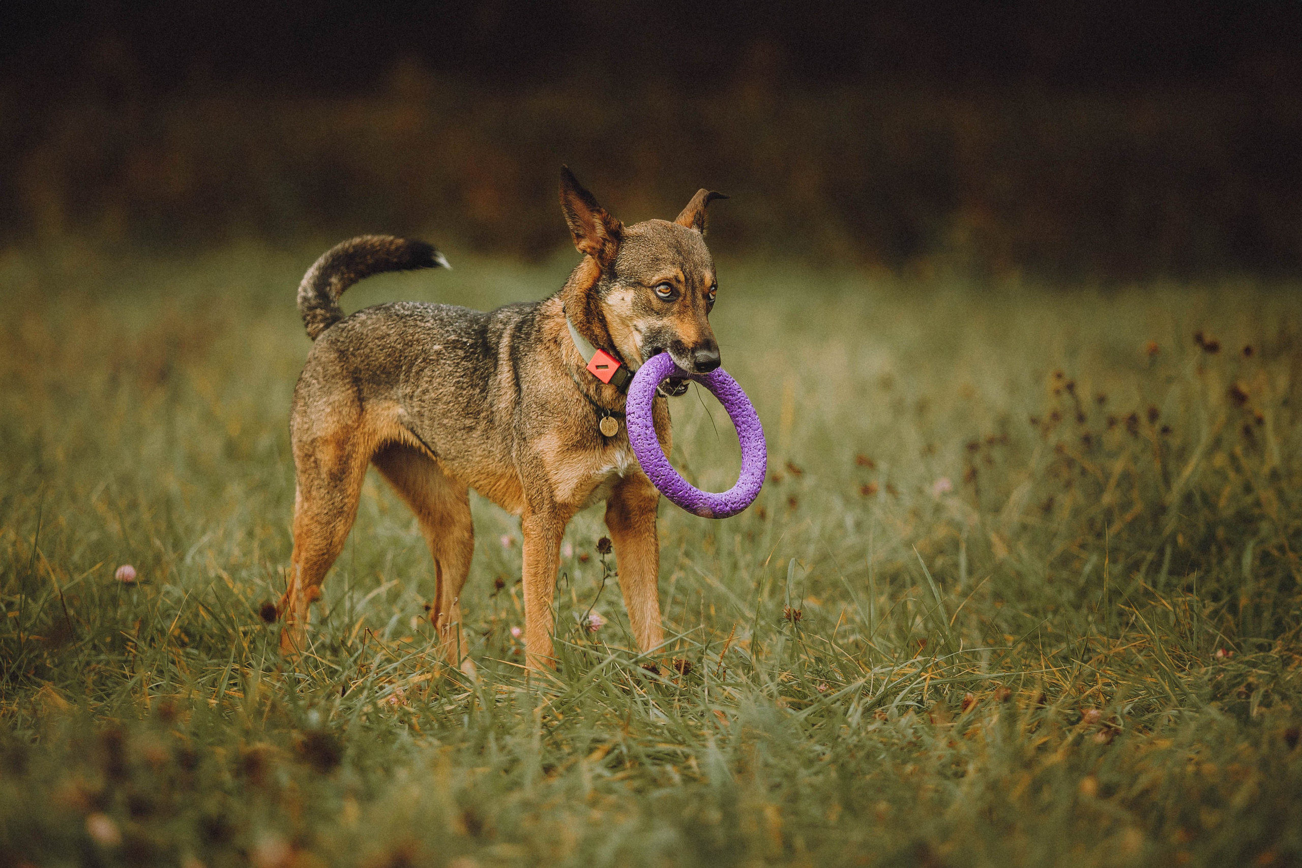 Аня, Нео и Луна