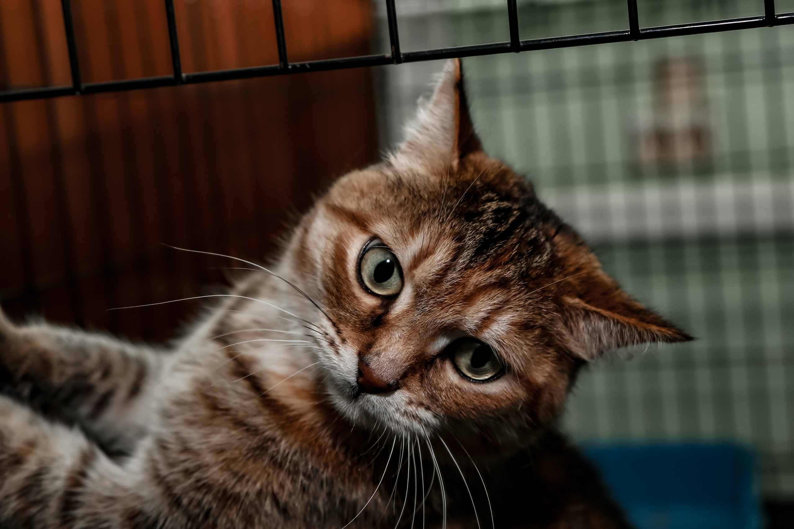 Приют Кошкин Дом Филимоша. Ваш фотограф в Оренбурге Рощупкина Екатерина