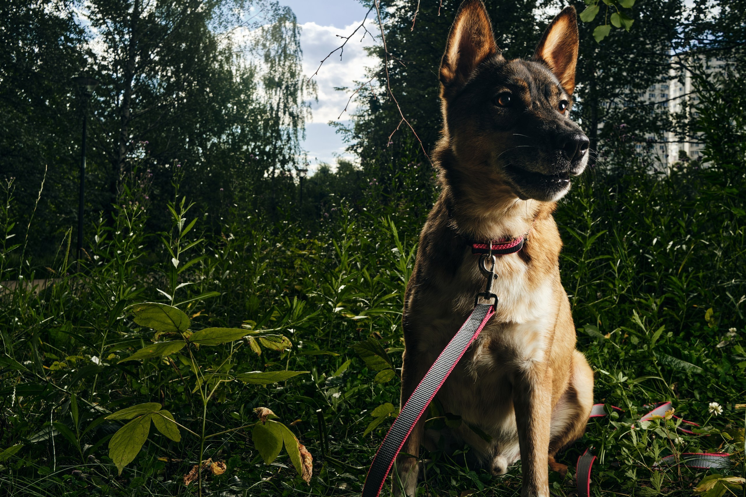 Фотосессия  для паши пса. Профессиональный фотограф в Москве — Максим Дьяконов