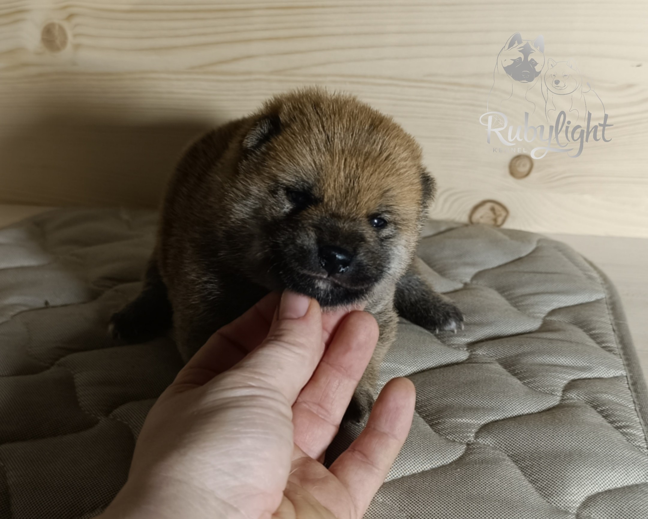 Сиба Rubylight Emma питомник Рубилайт 