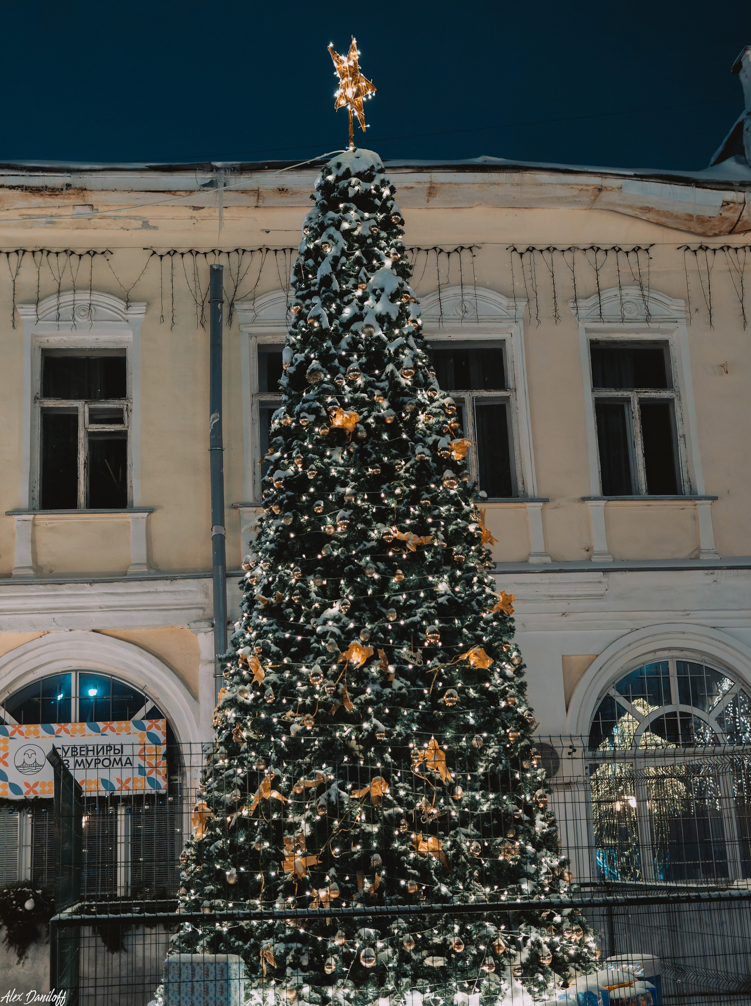 Елки 2025. Муром-Инфо. Новости культуры, образования, спорта в городе Муром