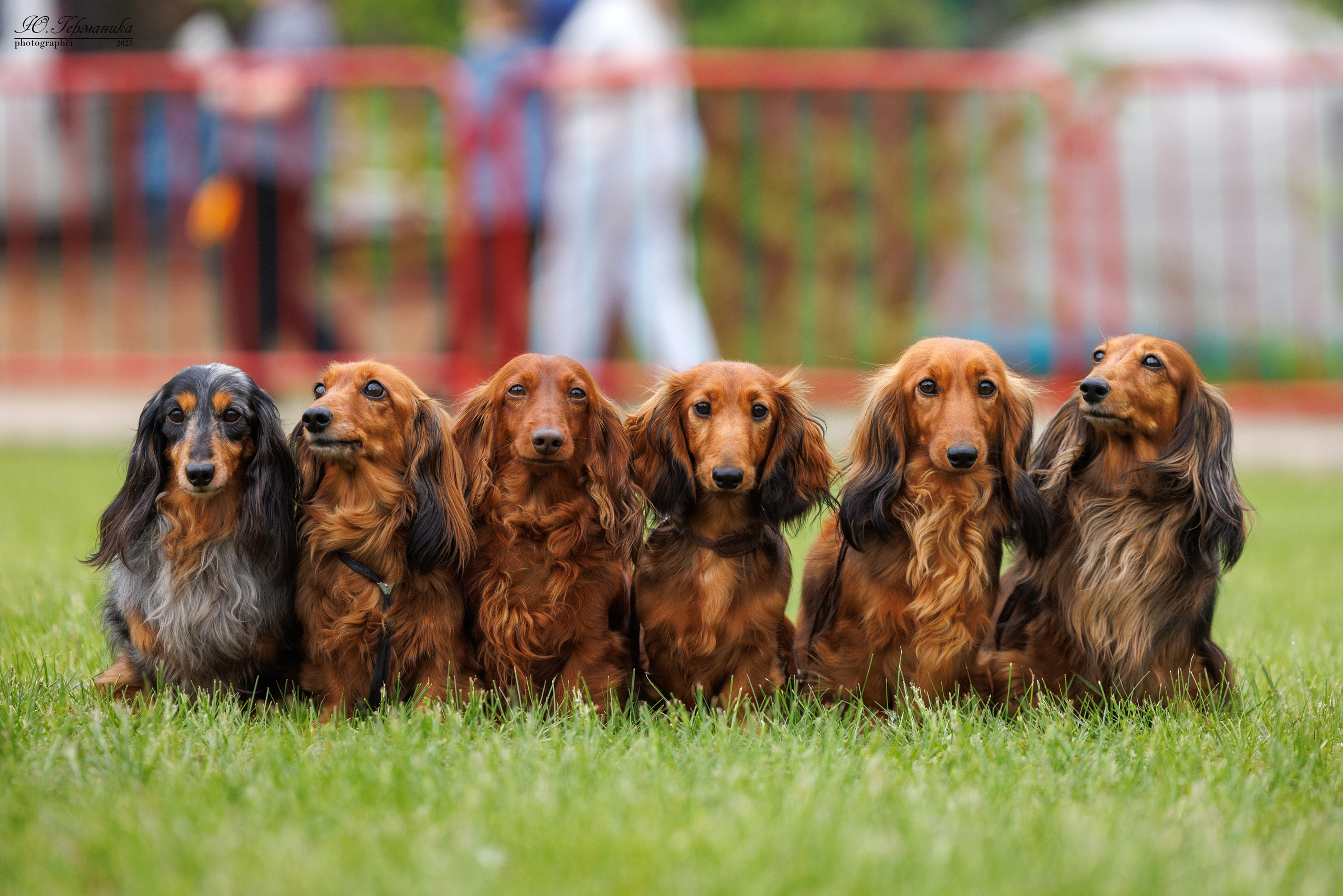Суздаль(Владимир)17-18.05.2025. Фотограф-анималист Юлия Германика