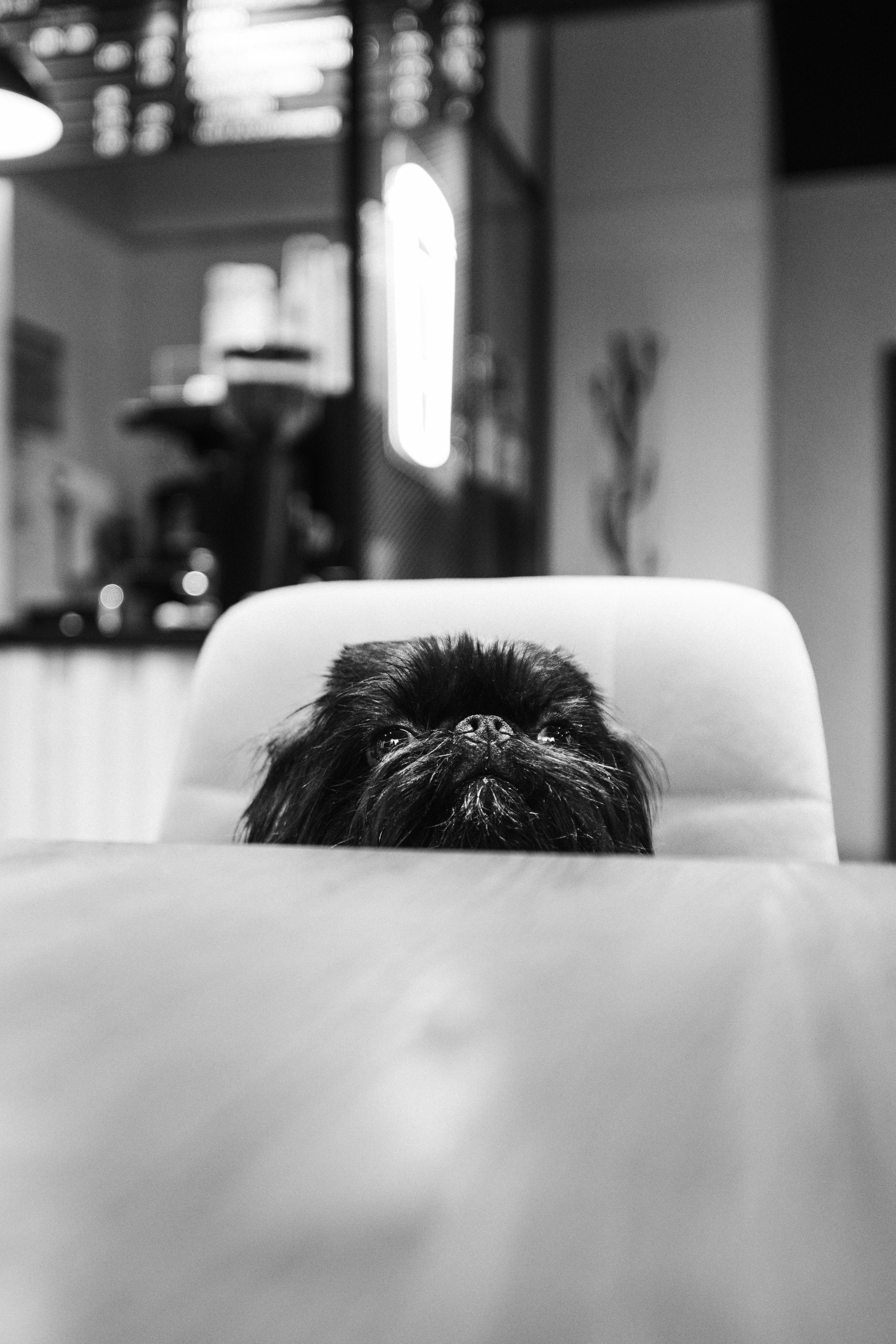 Ася и Кузя. Фотограф анималист Осипчикова Мария