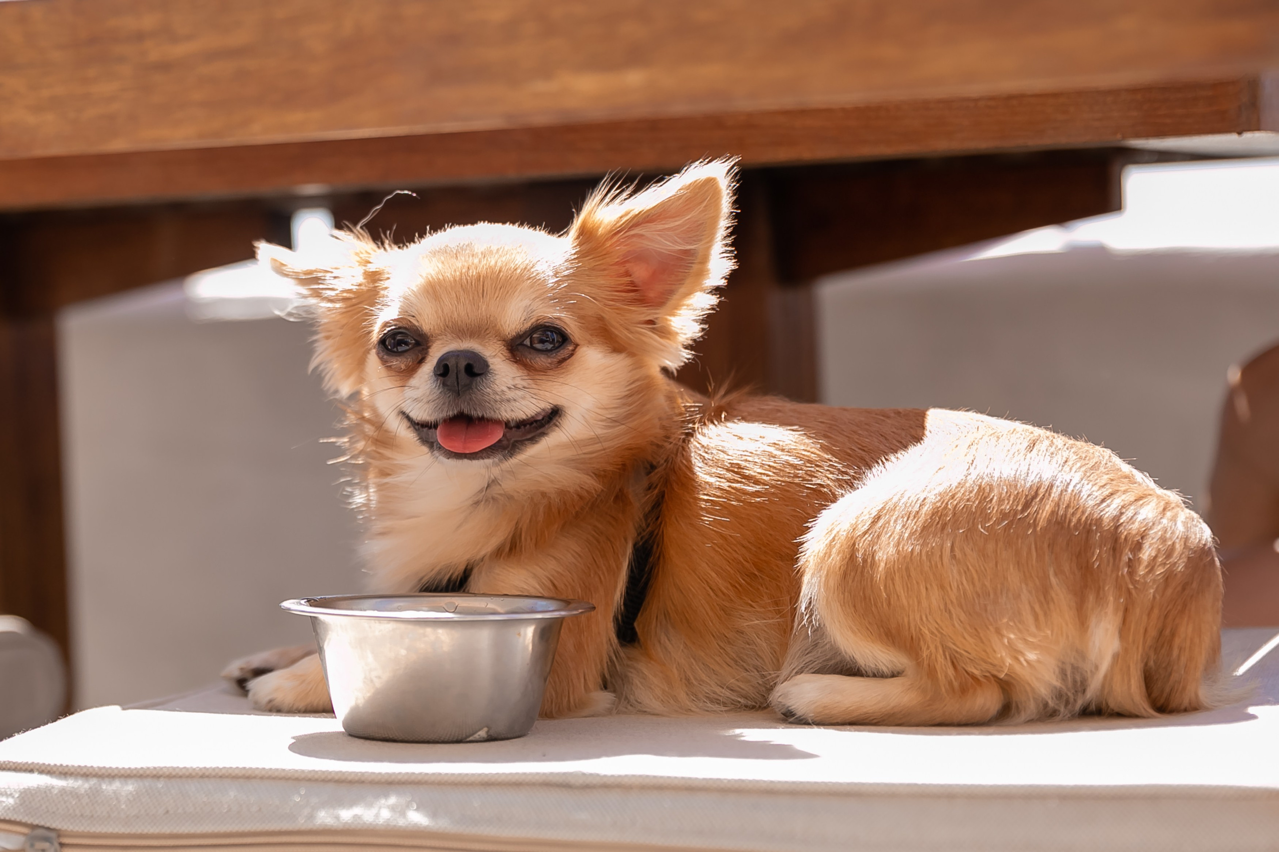 «Похмельный рейв» в ресторане DELMAR. Репортажный фотограф в Ялте Алексей Семёнов